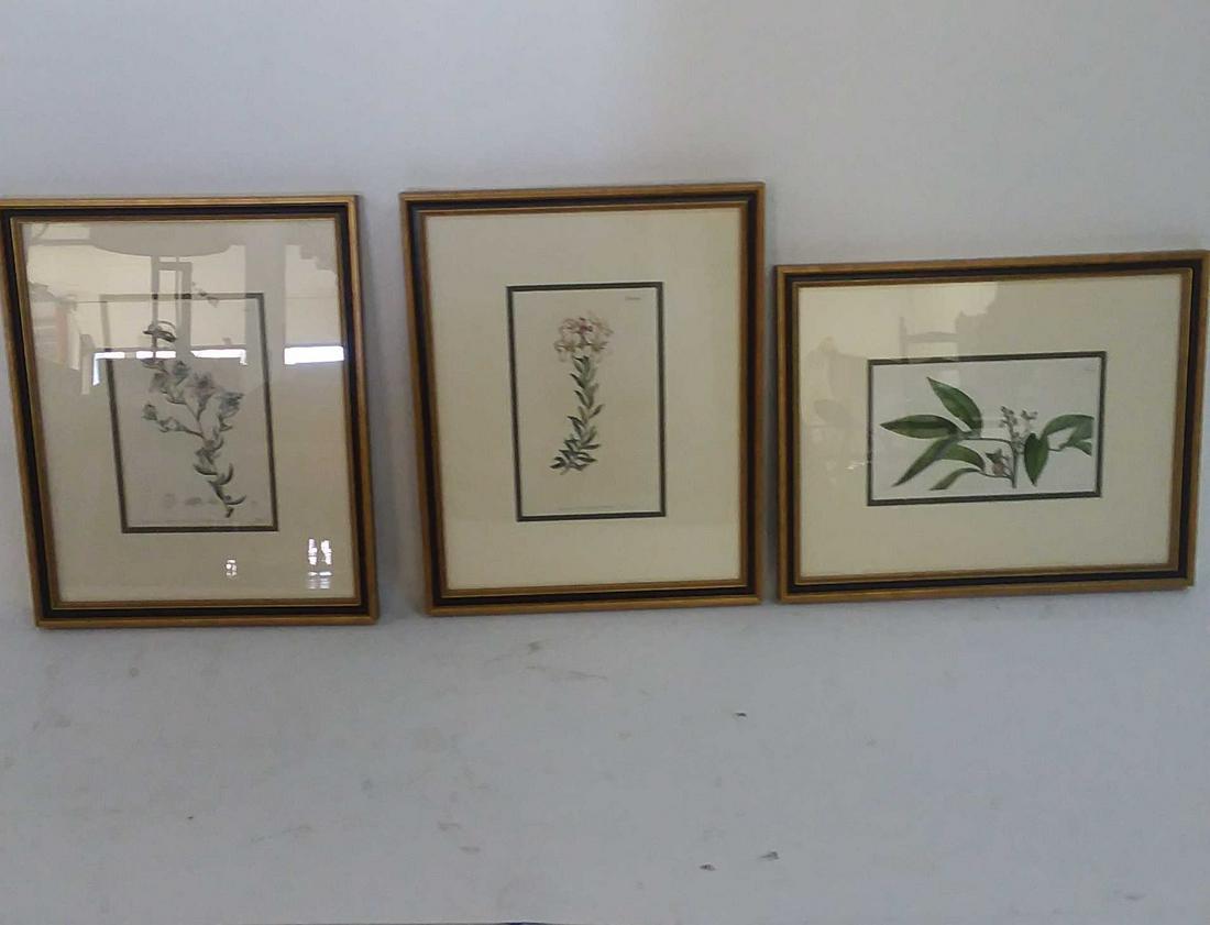 (3) HAND COLORED ENGRAVINGS, WILLIAM CURTIS (1 of 6)