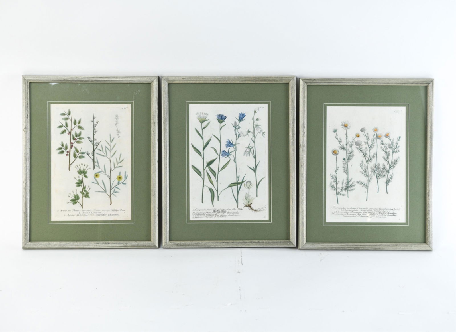 (3) WEINMANN BOTANICAL PRINTS (1 of 13)