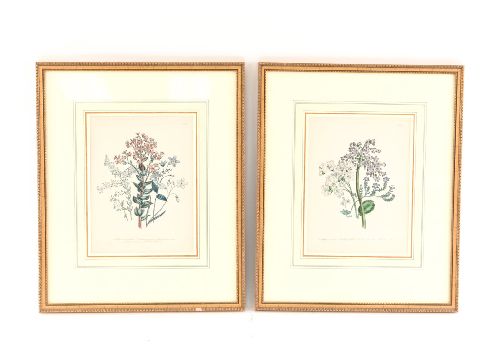 PAIR OF JANE WEBB LOUDON BOTANICALS (1 of 12)