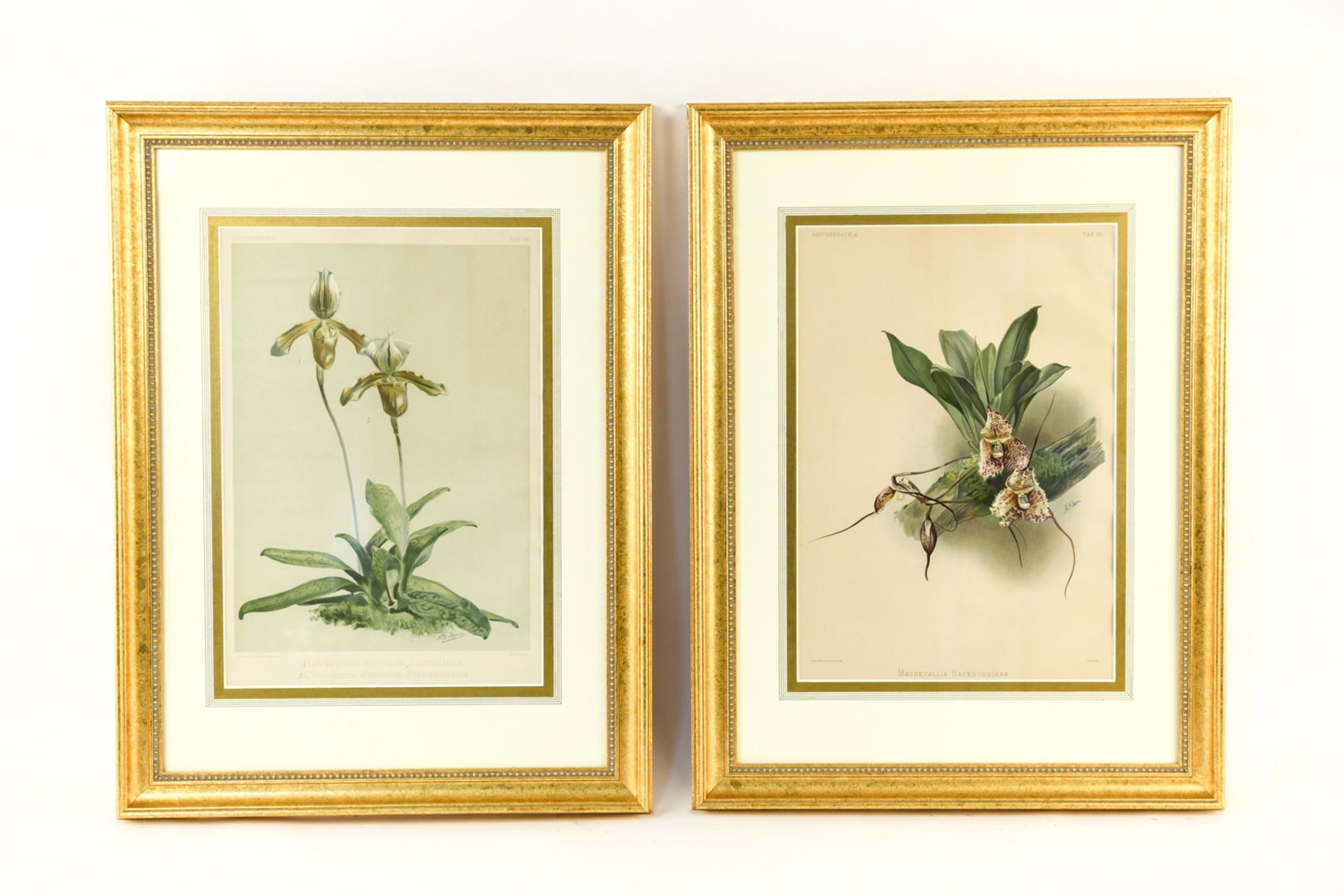 (2) ORCHID BOTANICAL PRINTS: Joseph Mansell Del Et Lithographs. Dimensions: (Frame) H 31" x W 23", (Sight) H 19.5" x W 13.5" Condition: Few small spots of foxing.