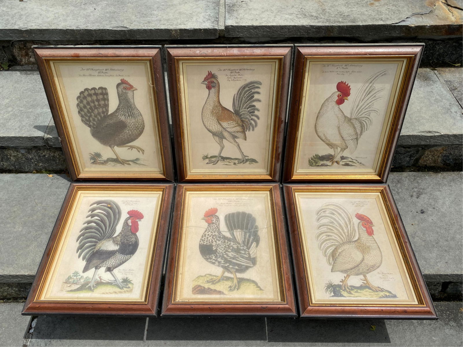 (6) CHICKEN PRINTS (1 of 6)