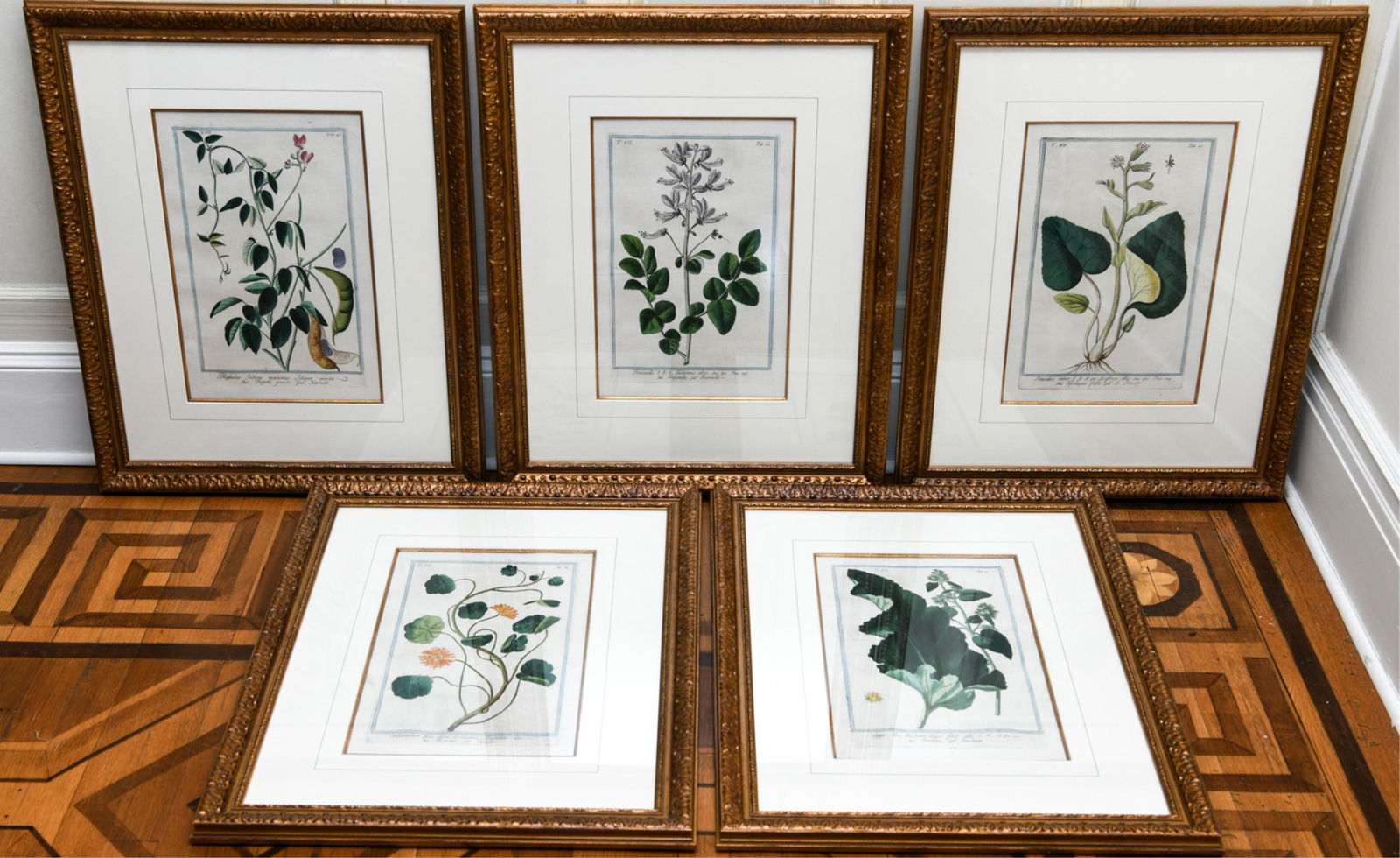 (5) 18TH C. BOTANICAL ENGRAVINGS (1 of 9)