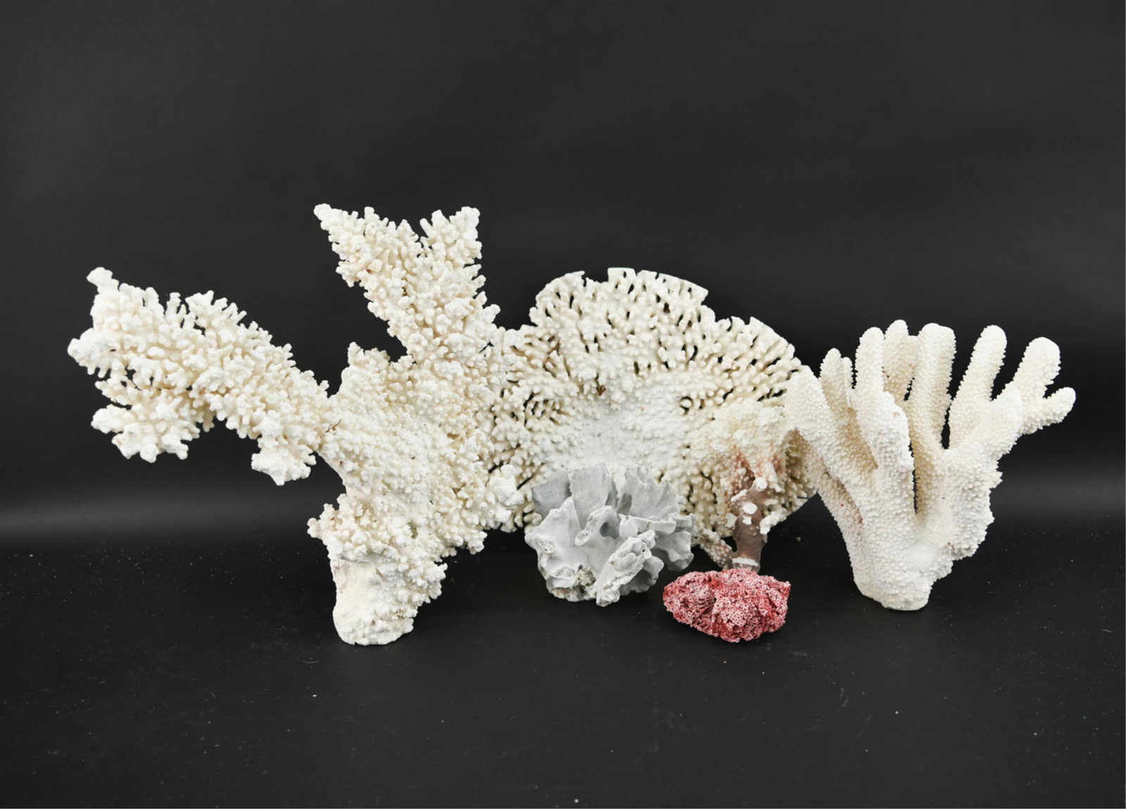 GROUPING OF CORAL SPECIMENS: Dimensions: (Largest) H 18" x W 18" x D 6" Condition: Some breaks and losses.