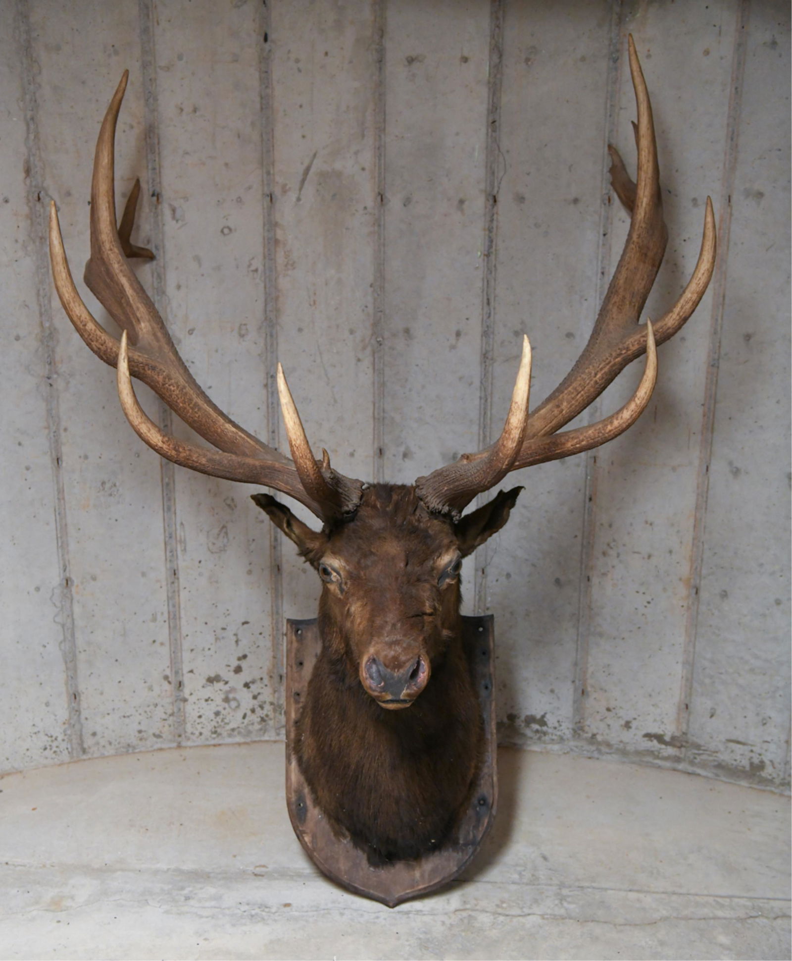 LARGE STUFFED AND MOUNTED ELK (1 of 12)