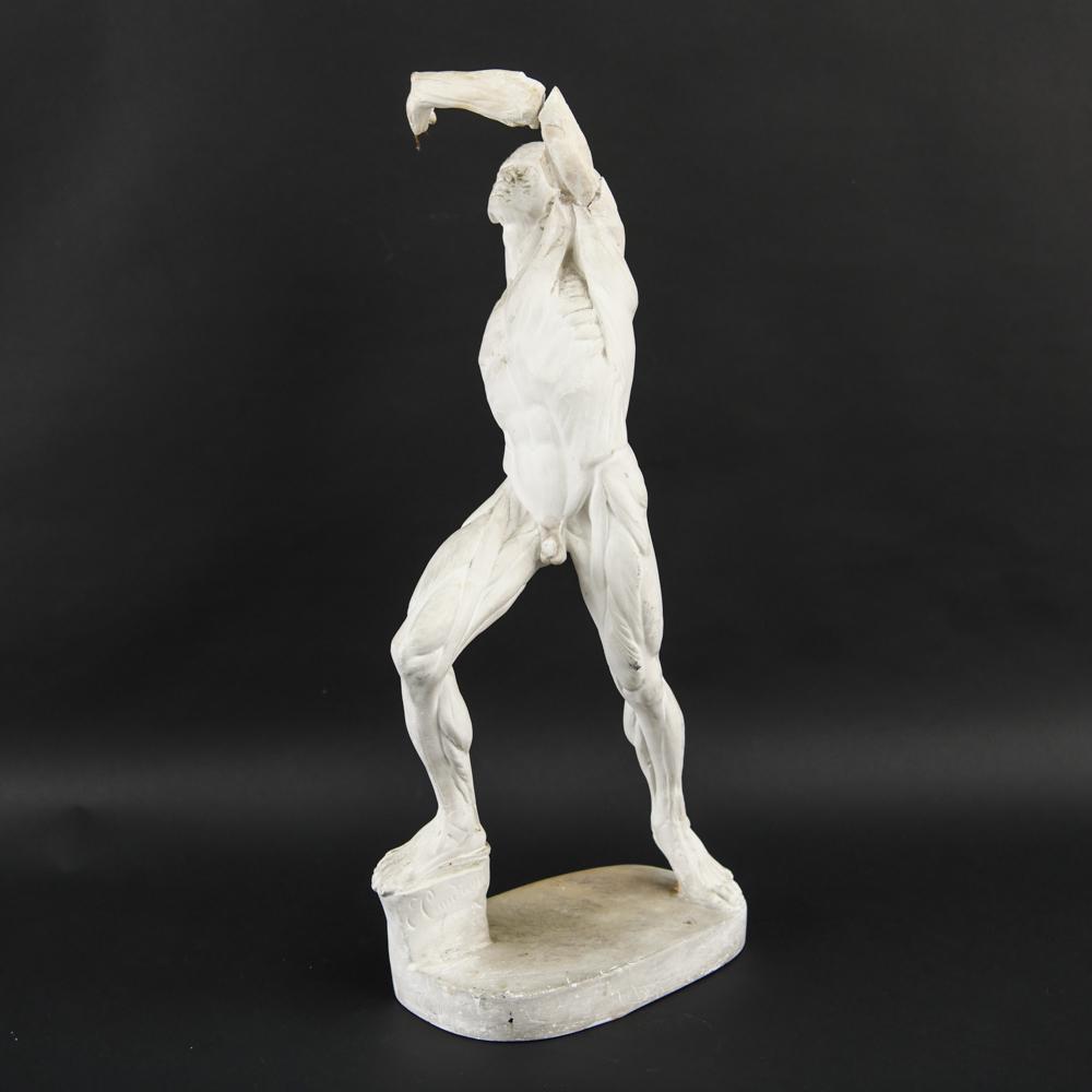 ANTIQUE PLASTER ANATOMICAL MUSCLE MODEL SCULPTURE (1 of 19)