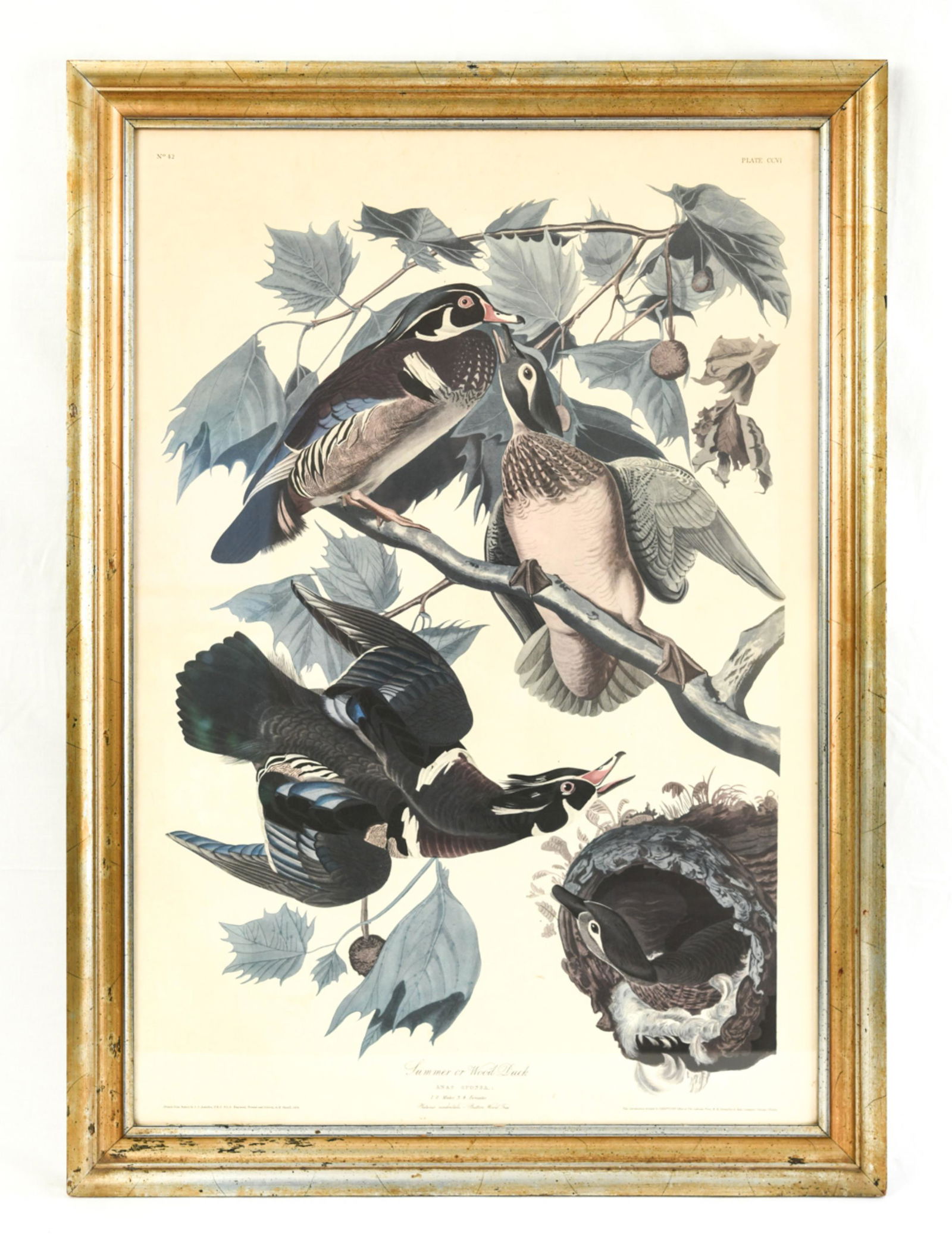 REPRODUCTION AUDUBON PRINT (1 of 14)