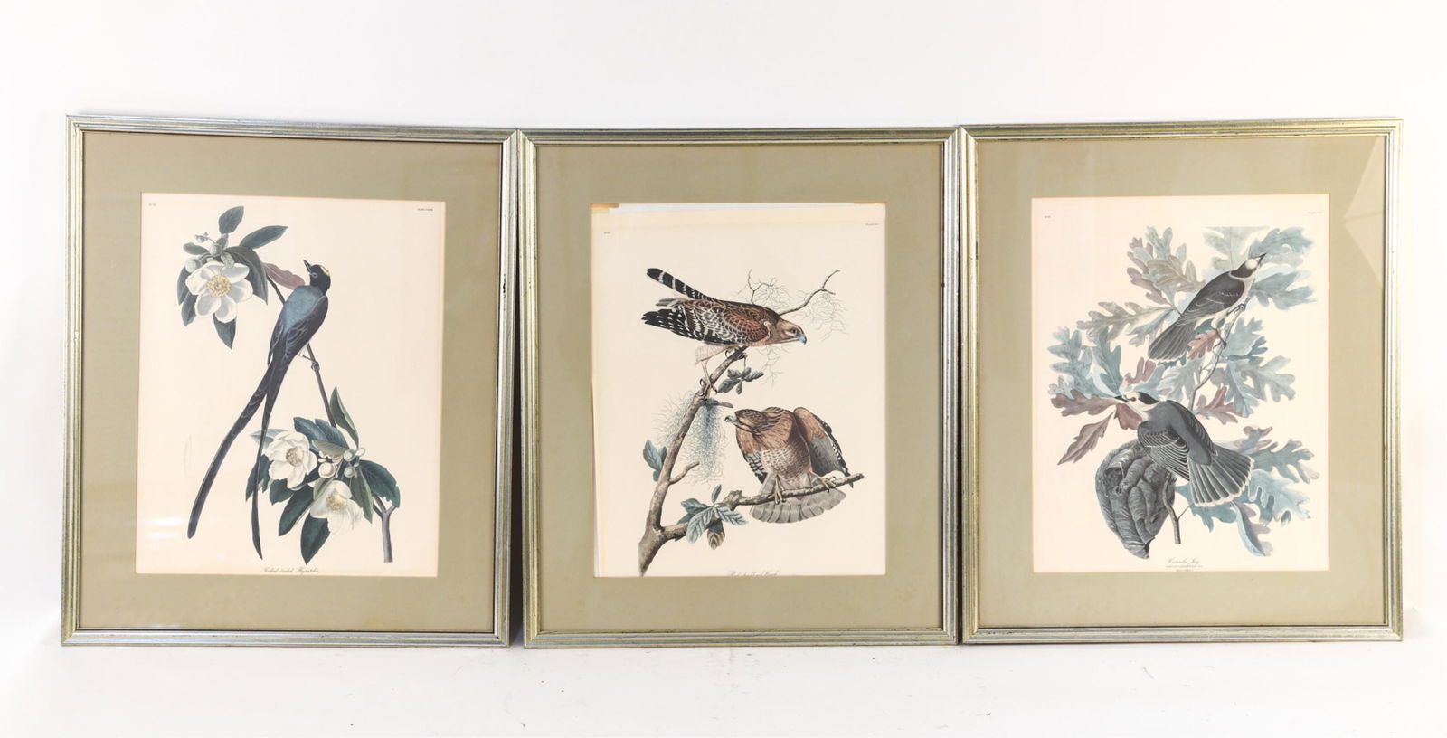 (3) AUDUBON BIRD BOOK PLATES (1 of 11)