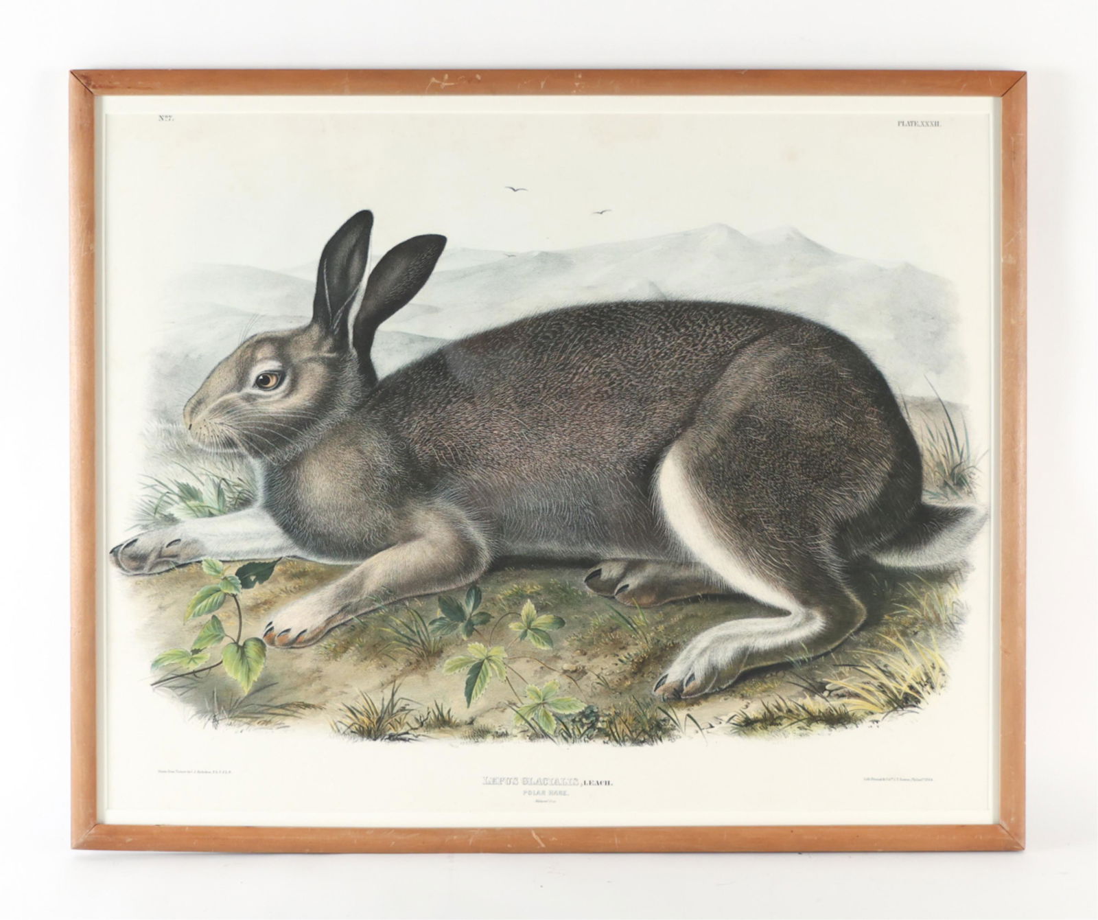 AUDUBON 1ST EDITION "POLAR HARE" 1844 (1 of 14)