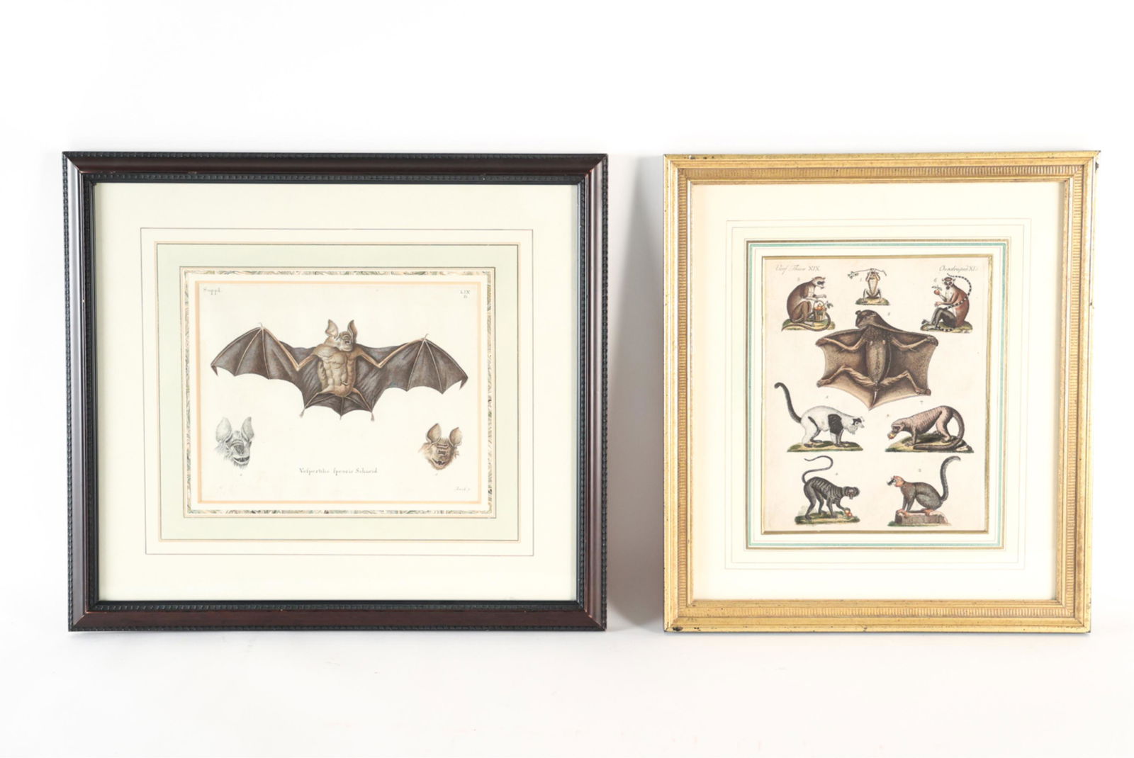 (2) 18TH CENTURY BAT ENGRAVINGS (1 of 11)