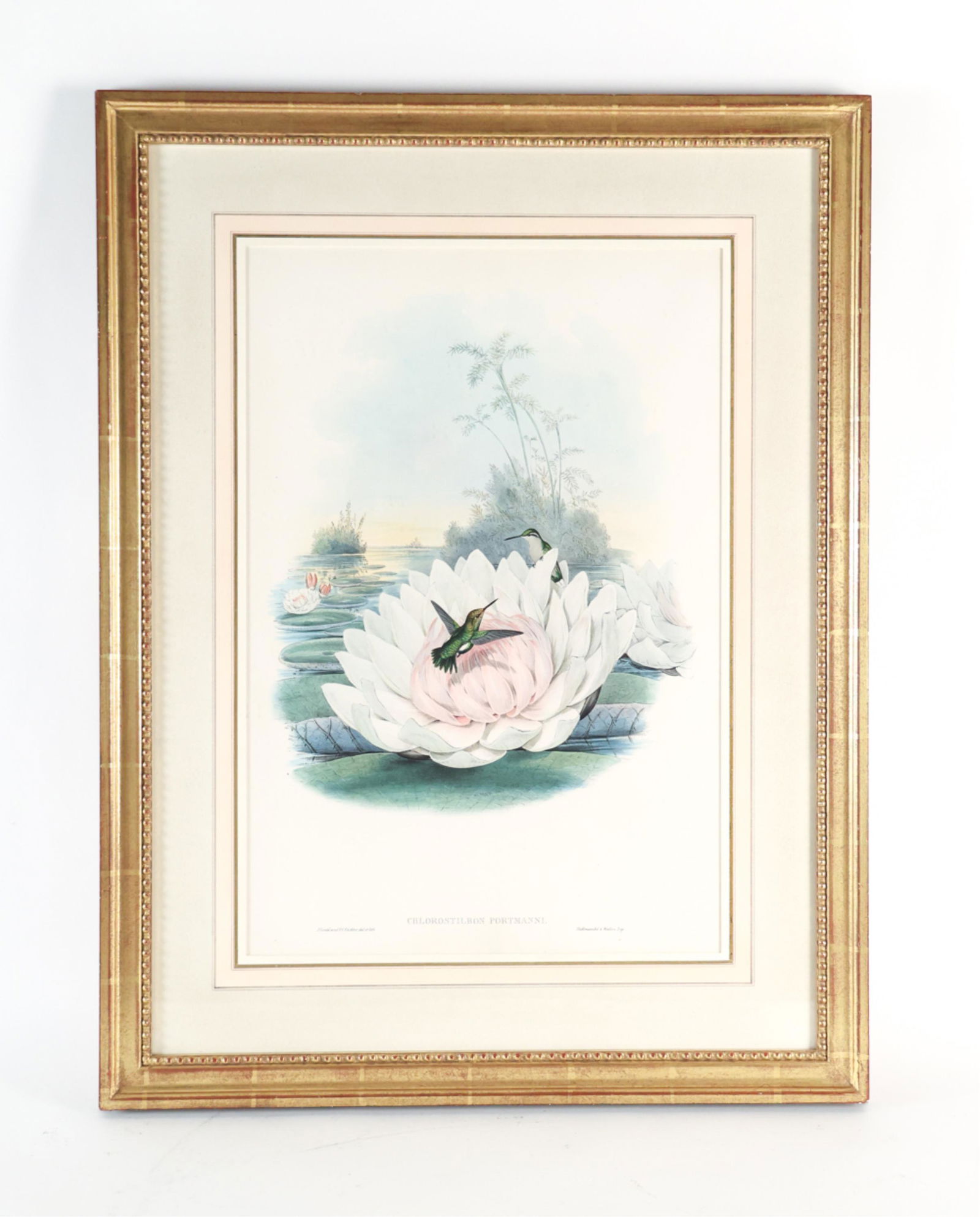 ORIGINAL GOULD AND RICHTER HUMMINGBIRD LITHOGRAPH (1 of 13)