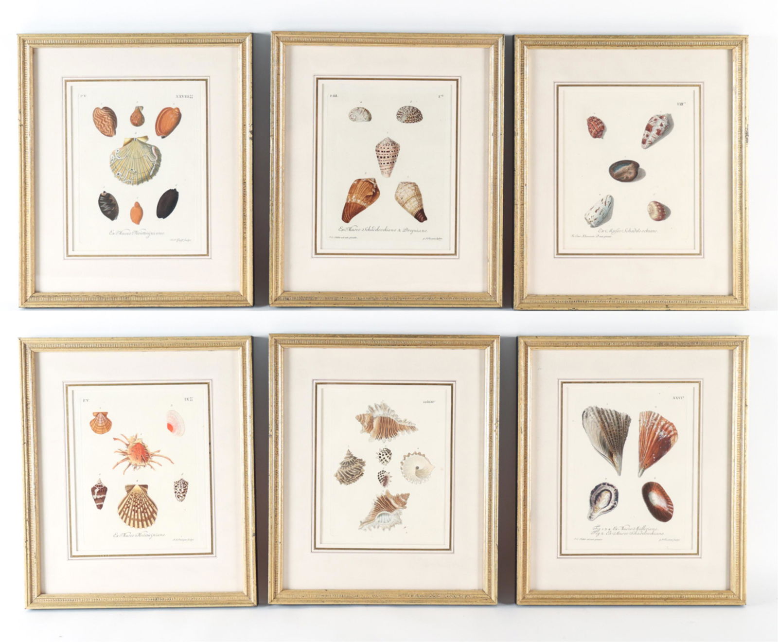(6) GROUPING OF KNORR SEASHELL ENGRAVINGS 1764-73 (1 of 20)