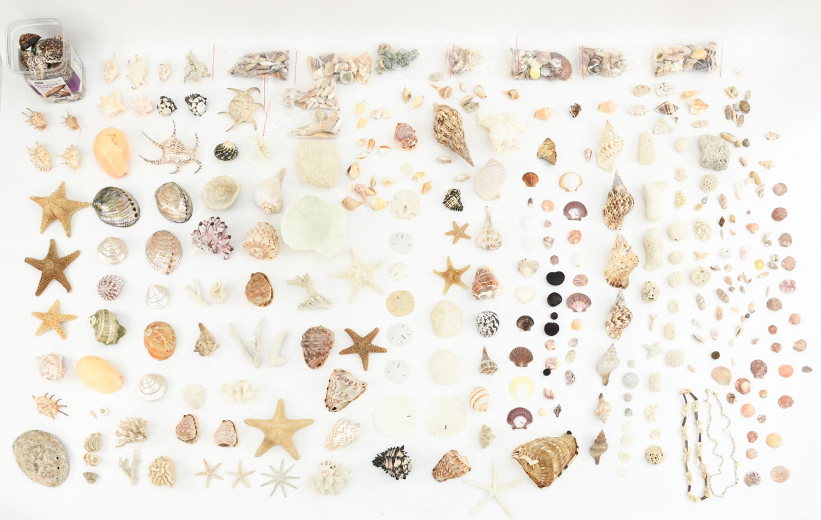 HUGE CORAL AND SEASHELL COLLECTION (1 of 17)