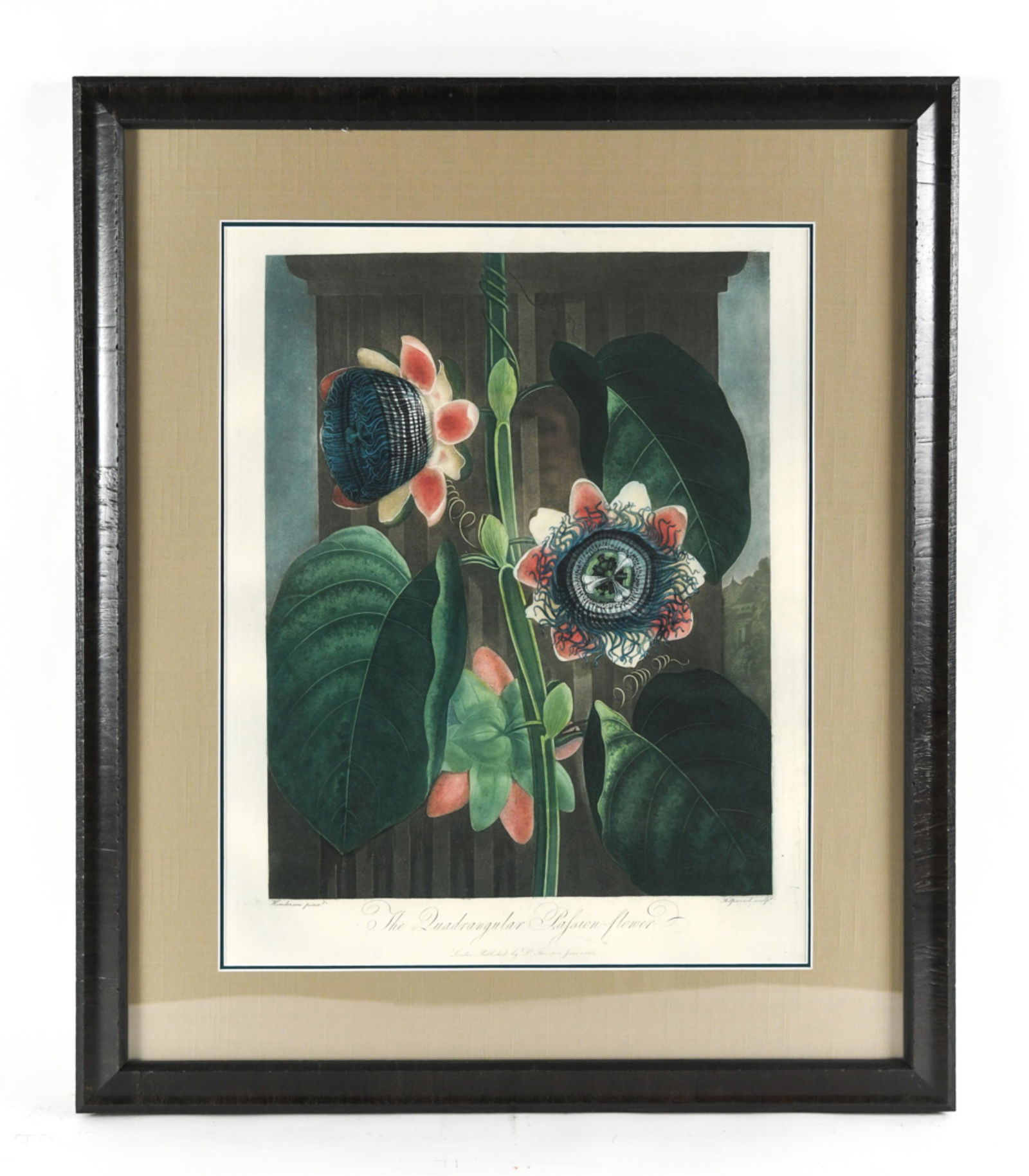 THORNTON TEMPLE OF FLORA PASSION FLOWER 1802 (1 of 8)