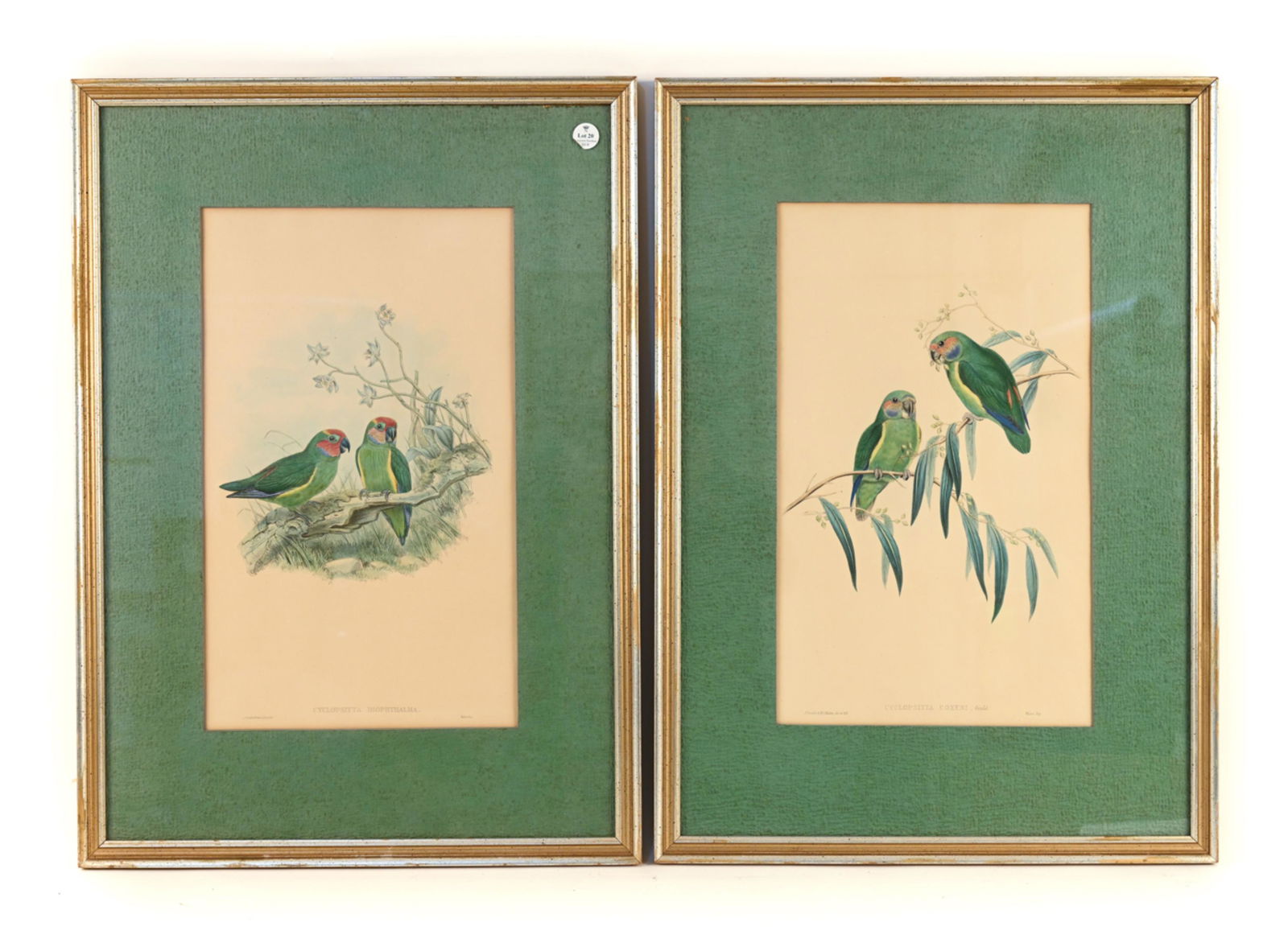 (2) 19TH C. JOHN GOULD PARROT LITHOGRAPHS (1 of 15)