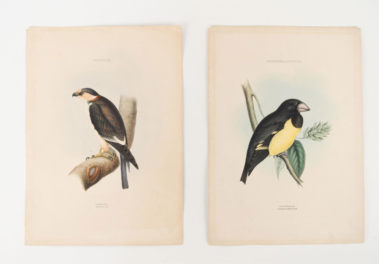 (2) 19TH C. DAVID W. MITCHELL BIRD LITHOGRAPHS (1 of 12)