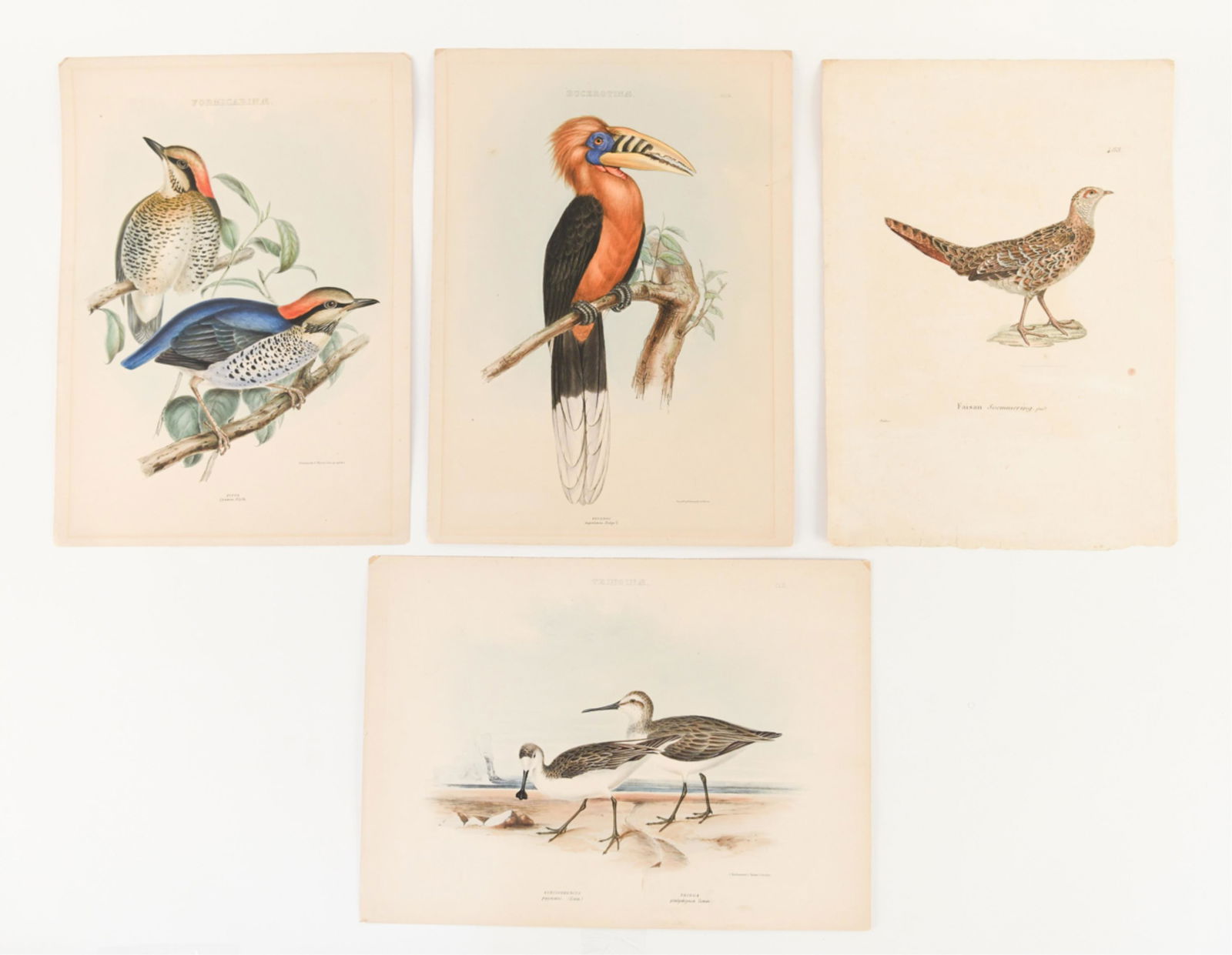 (4) 19TH C. EUROPEAN BIRD PRINTS (1 of 20)