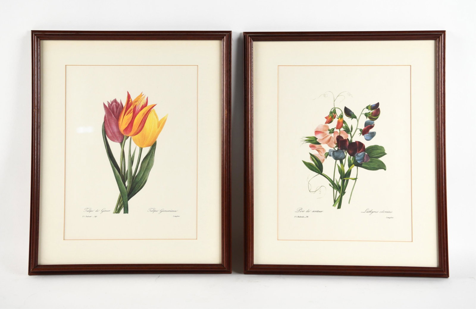 (2) BOTANICAL ART PRINTS: P.J. Redoute floral prints. "Tulip de Gesner" and "Lois de Senteur". Numbered on bottom right. Dimensions: H 18" x W 15" (Sight) H 13" x W 10" Condition: Light rubbing to frames.