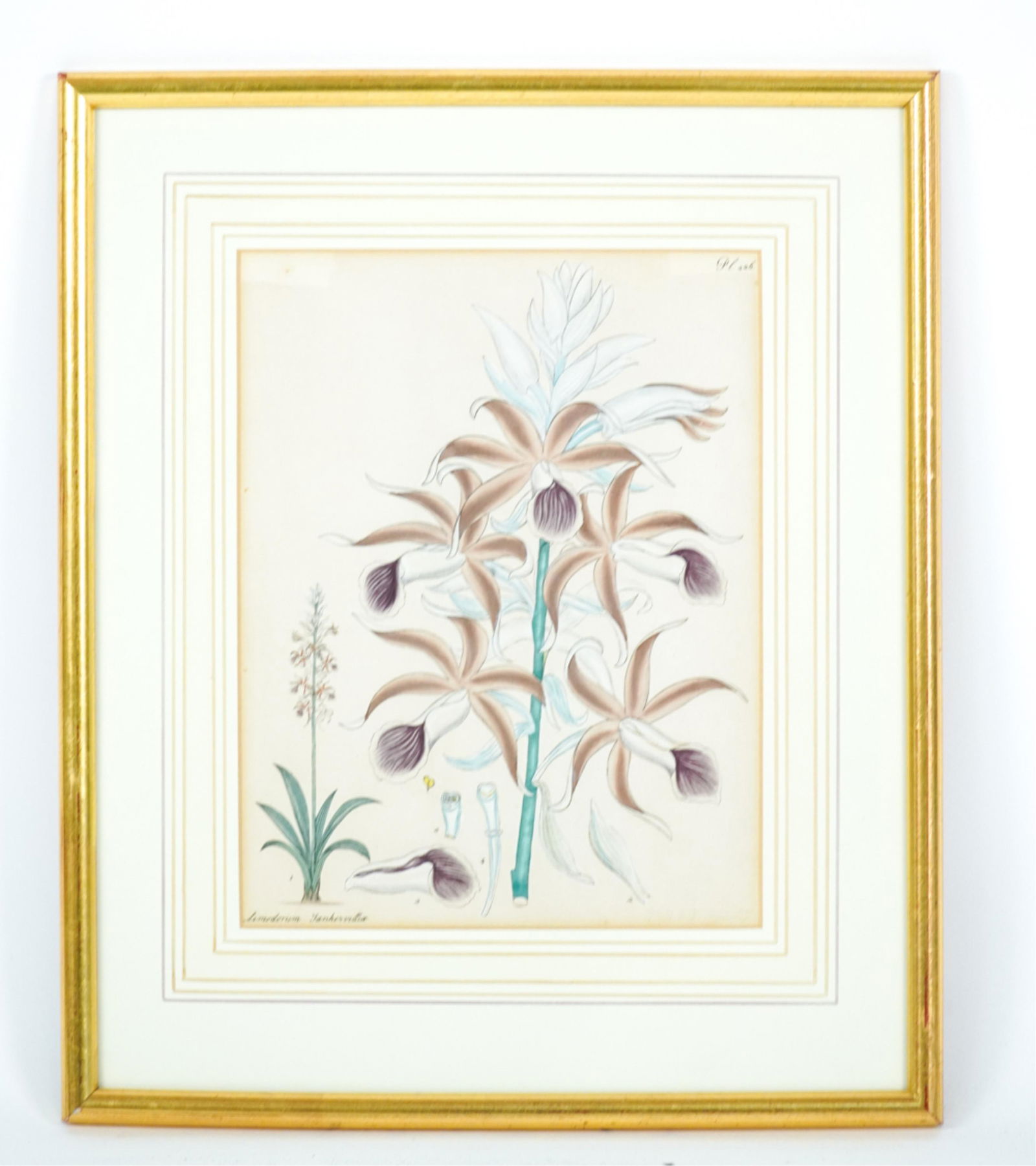 ANTIQUE H.C. ANDREWS BOTANICAL LIMODORUM ENGRAVING (1 of 6)