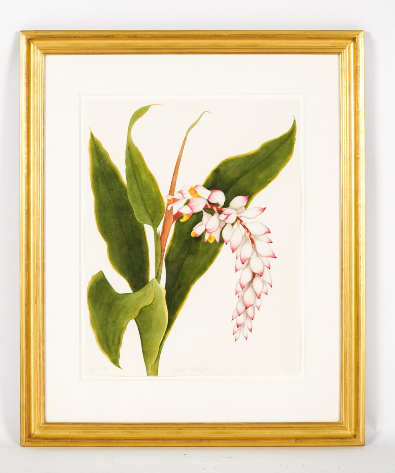 GREG HULL BOTANICAL SHELL GINGER WATERCOLOR, SIGNED (1 of 6)