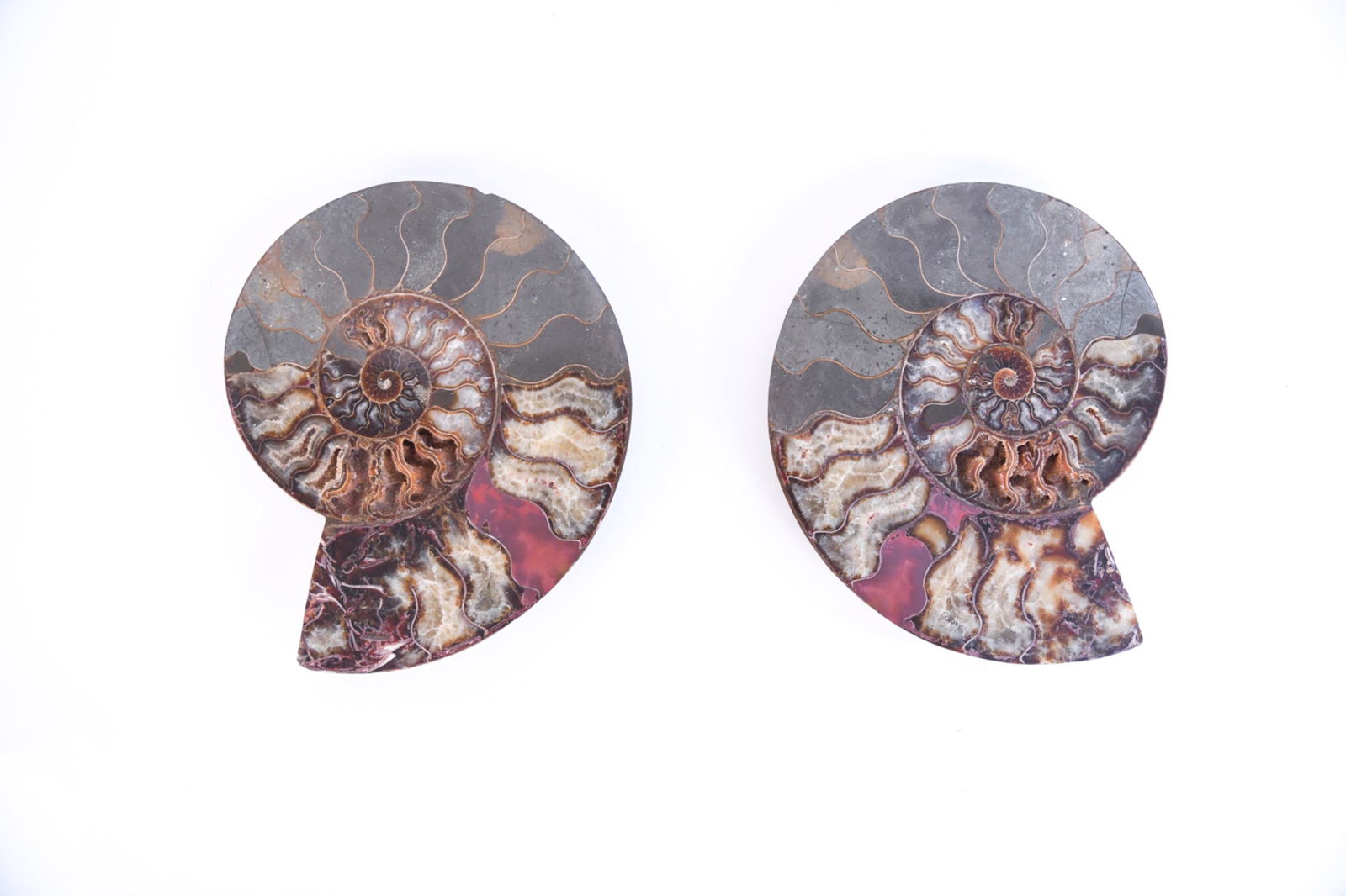 (2) LARGE AMMONITE FOSSIL HALVES (1 of 12)