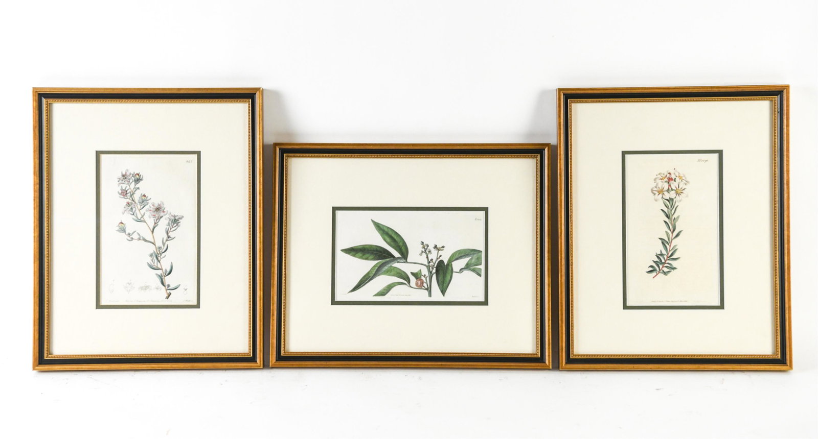 (3) HAND COLORED ENGRAVINGS, WILLIAM CURTIS (1 of 13)