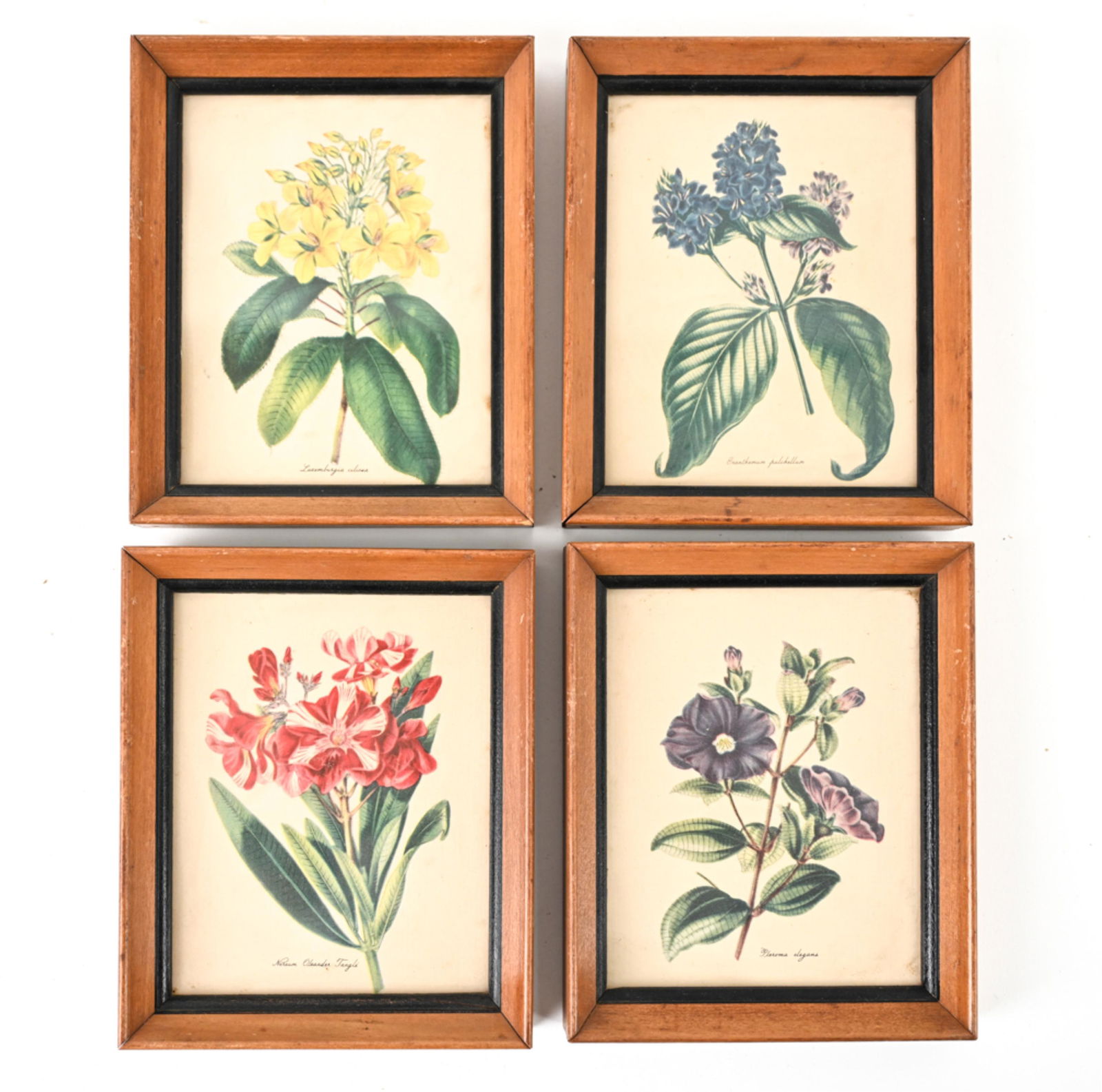 (4) VINTAGE BOTANICAL PRINTS (1 of 6)