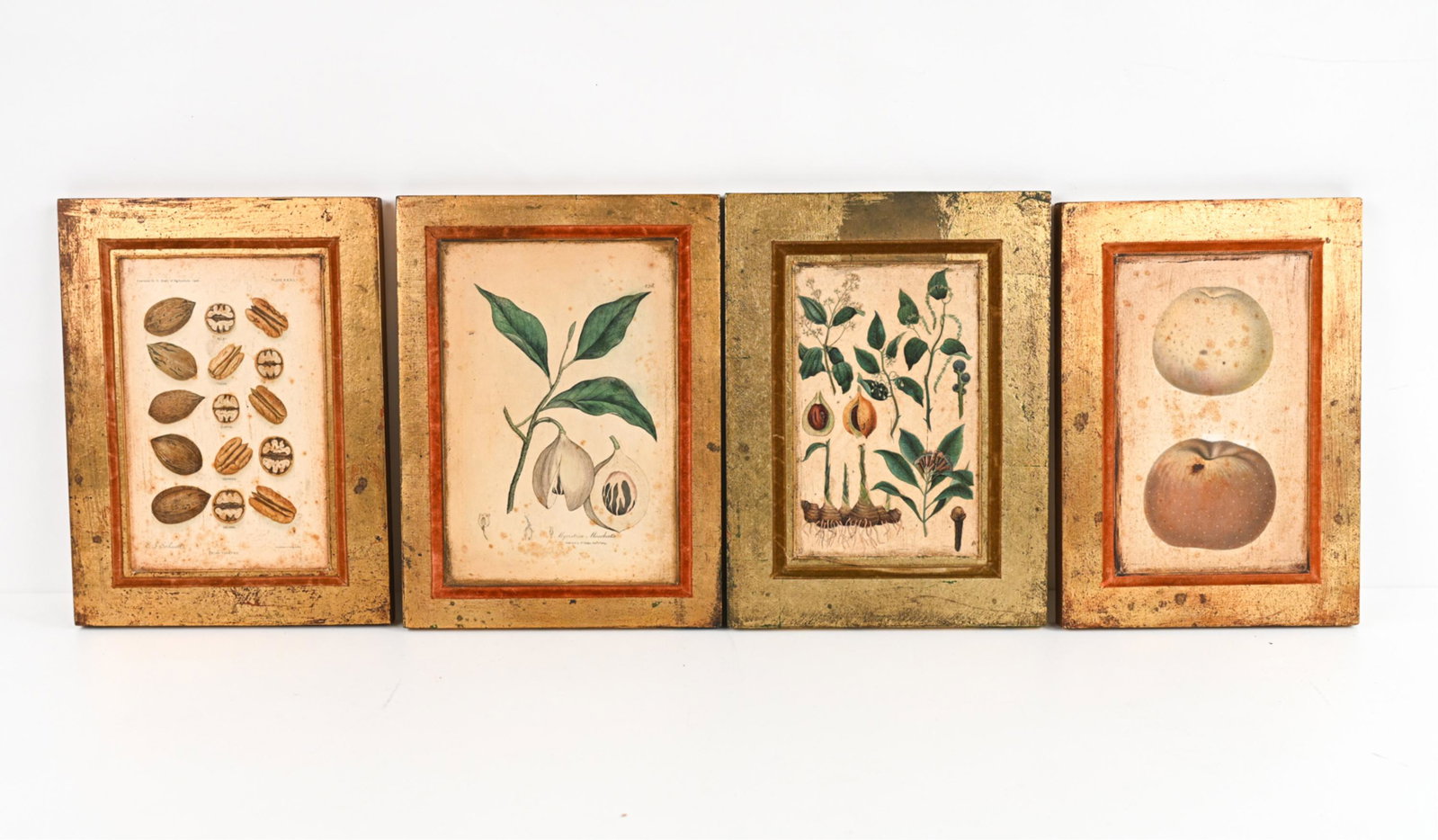 (4) BOTANICAL PRINTS: (4) botanical prints mounted on gilt boards. Dimensions: (Overall) H 11.5" x W 8.25", (Image) H 8.75" x W 5.25" Condition: Handling wear including some discoloration. Foxing. Some surface wear to velv