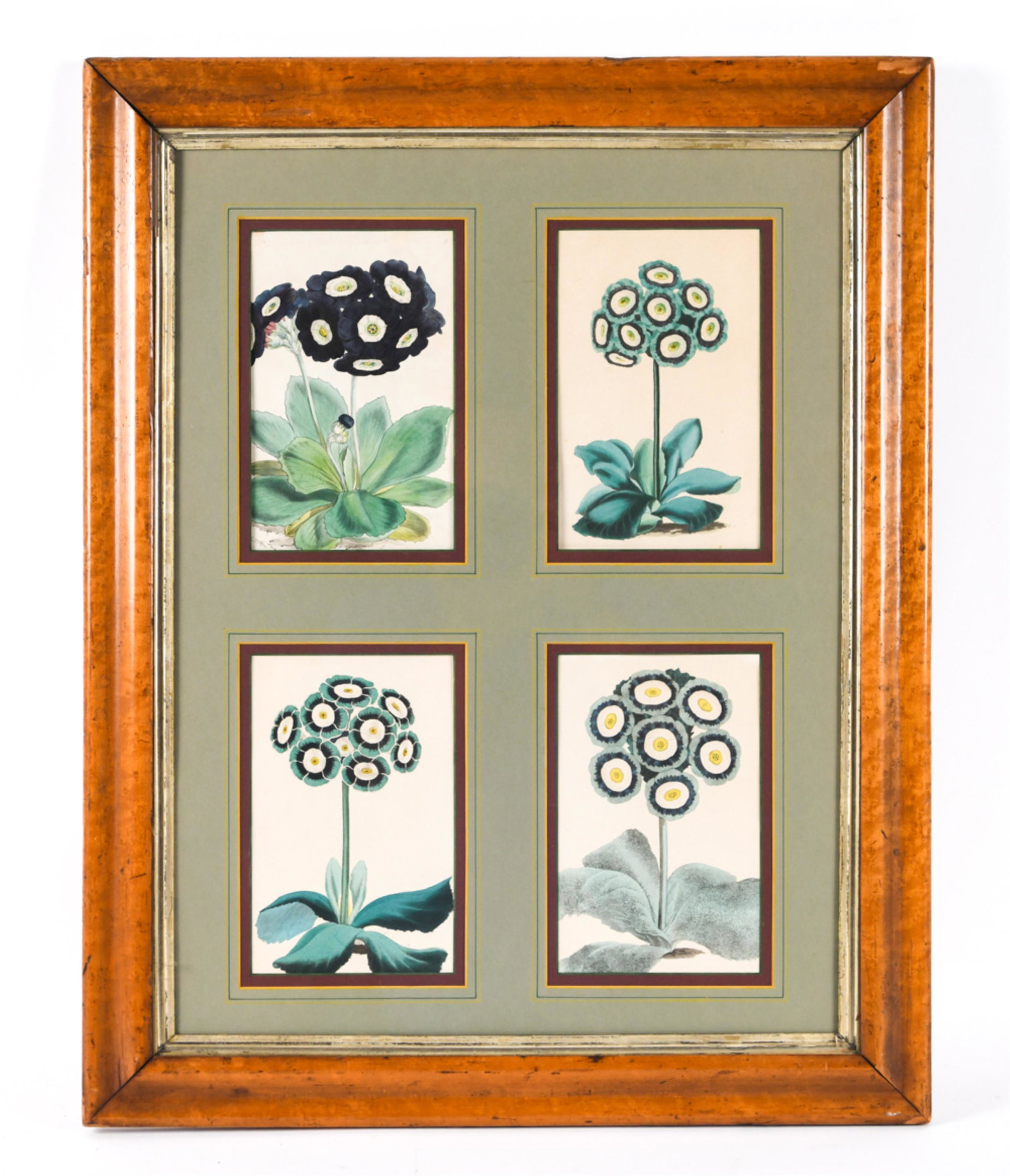 (4) 19TH C. BOTANICAL PRINTS (1 of 11)