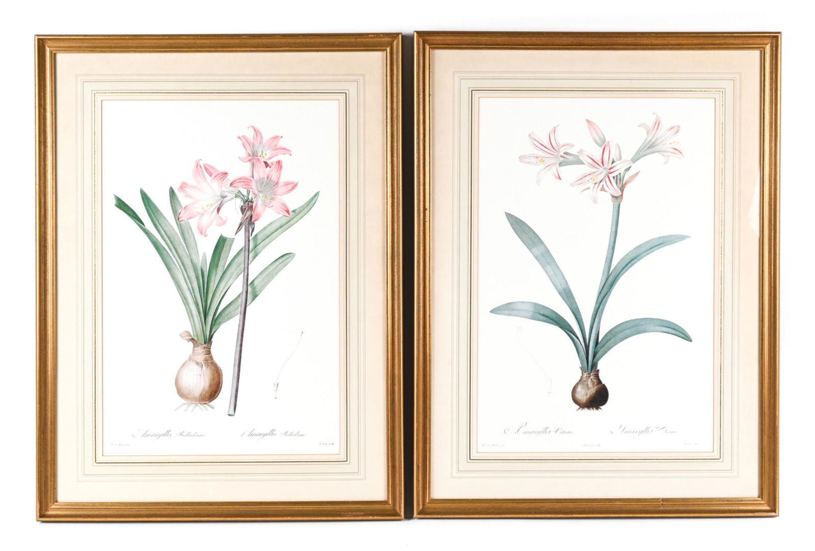 PAIR OF REPRODUCTION REDOUTE AMARYLLIS PRINTS (1 of 15)