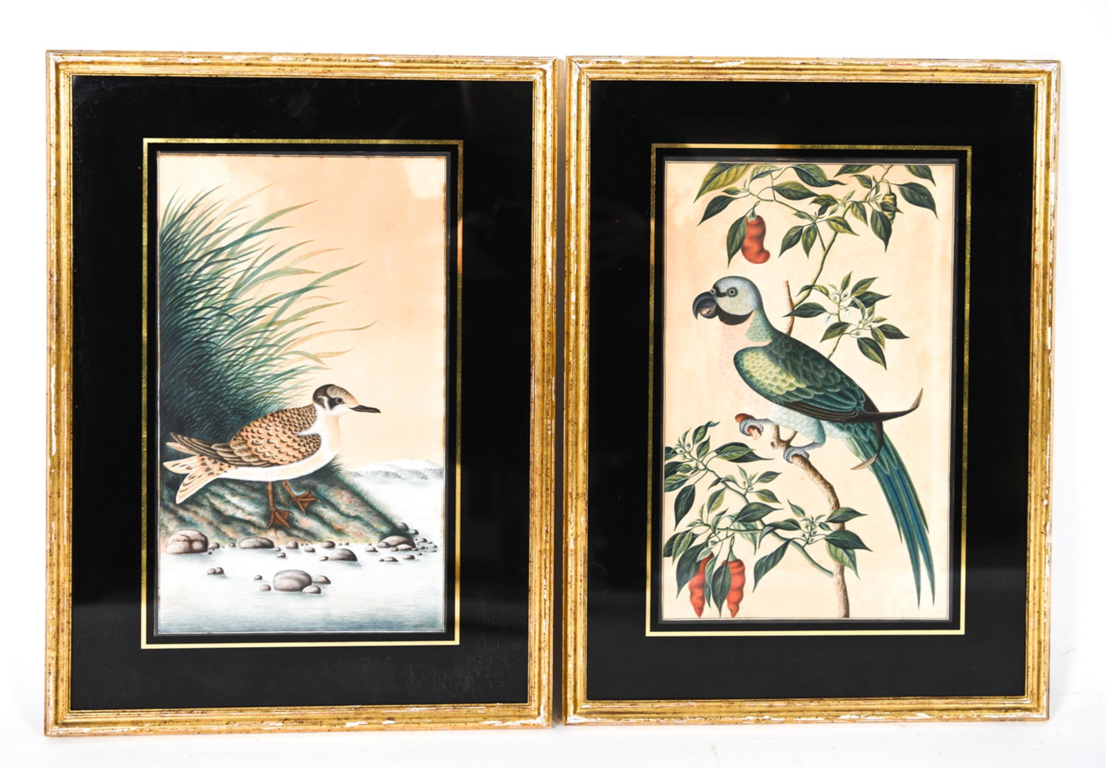 (2) 19TH C. INDIA COMPANY SCHOOL WATERCOLORS (1 of 13)