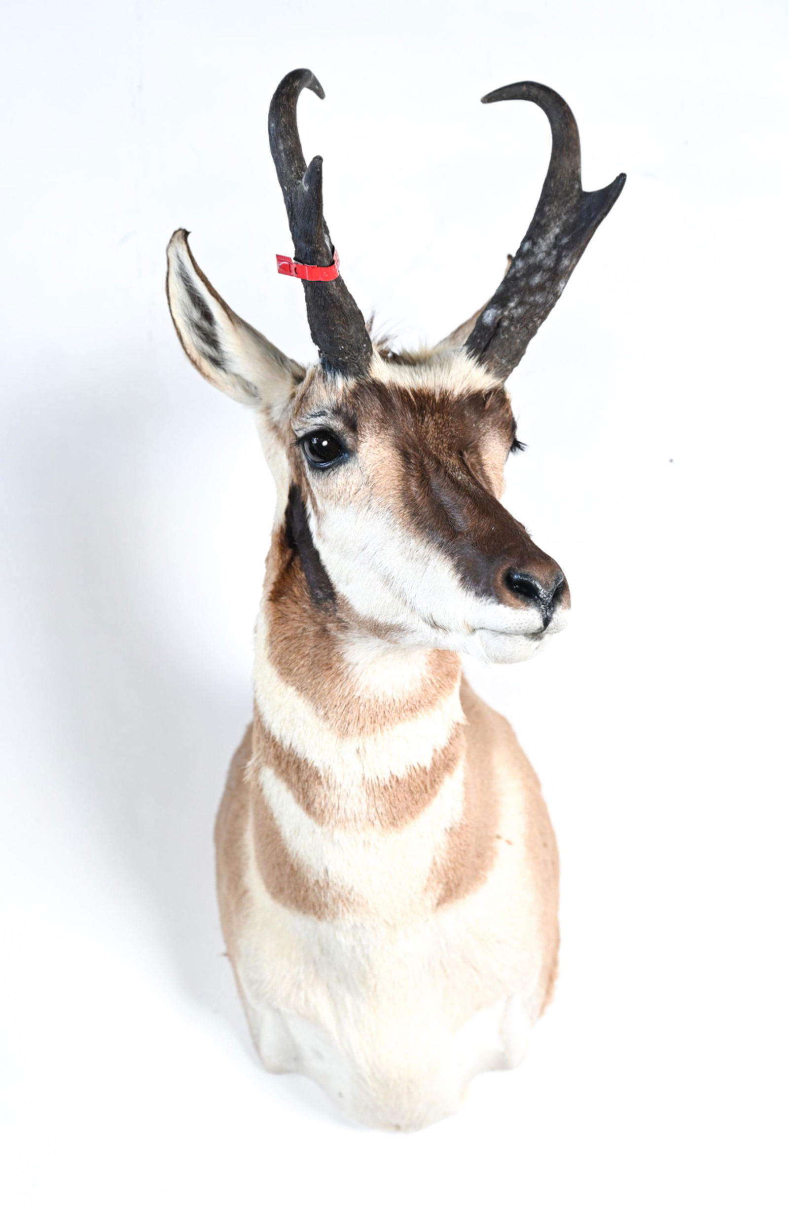 PRONGHORN ANTELOPE TAXIDERMY HEAD (1 of 11)