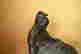 item-121069956=4