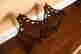 item-121070204=3