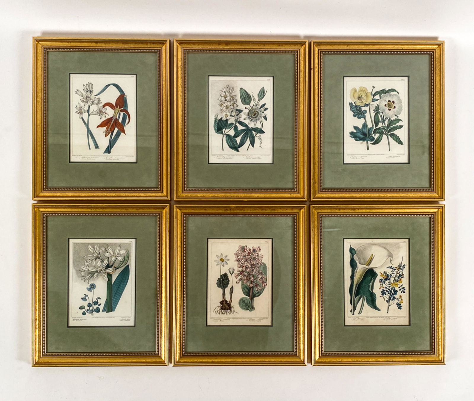 (6) SYDENHAM EDWARDS BOTANICALS (1 of 11)