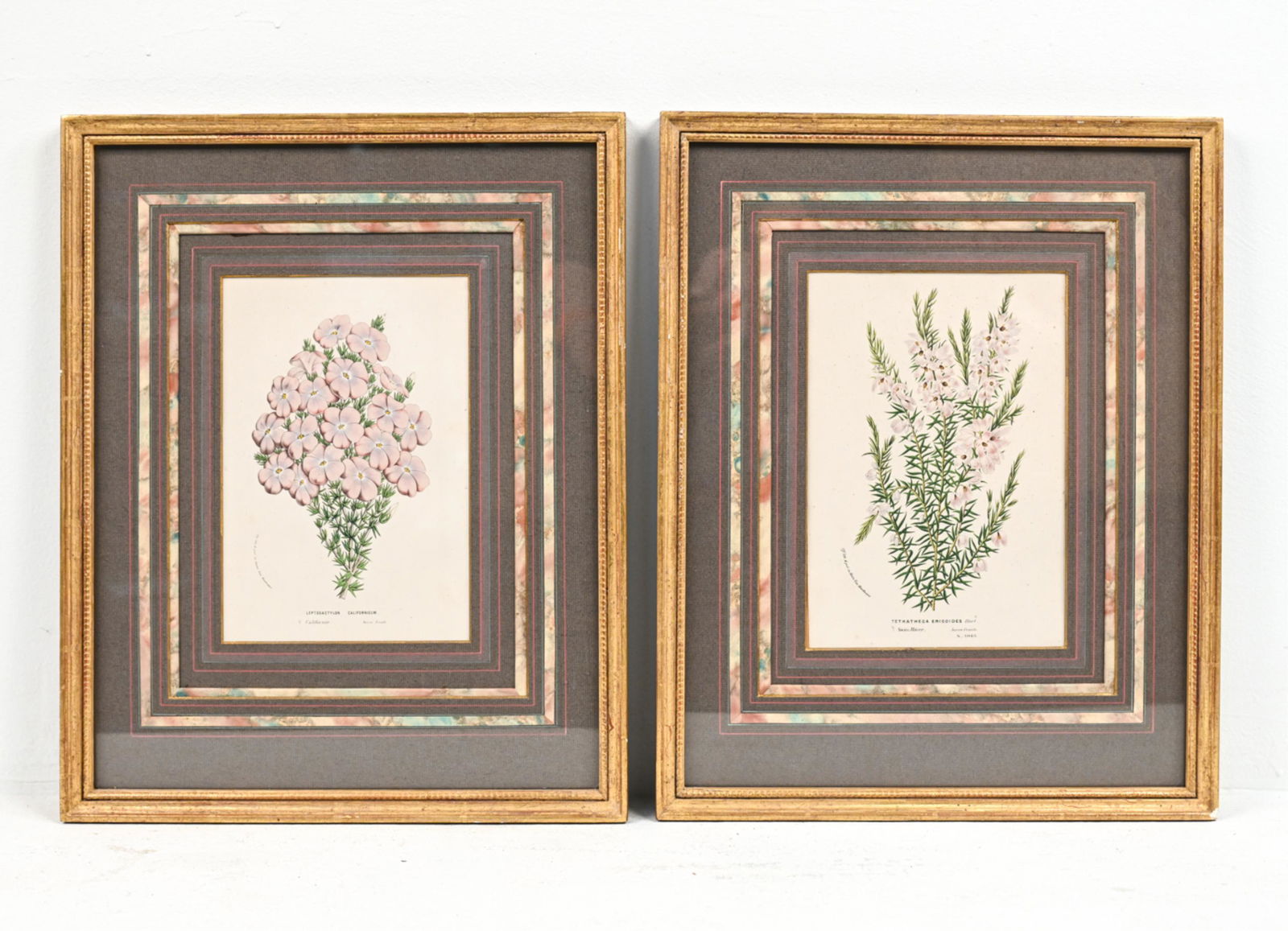 (2) H. VAN HOUTTEAN BOTANICAL OFFSET LITHOGRAPHS (1 of 14)