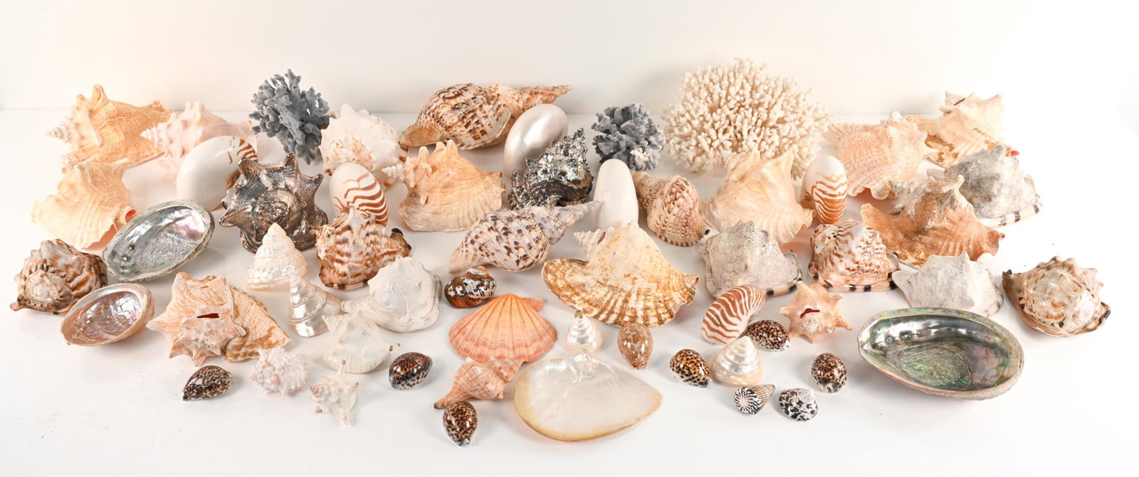 LARGE GROUPING OF SHELLS CORAL (1 of 20)