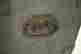item-129922978=10