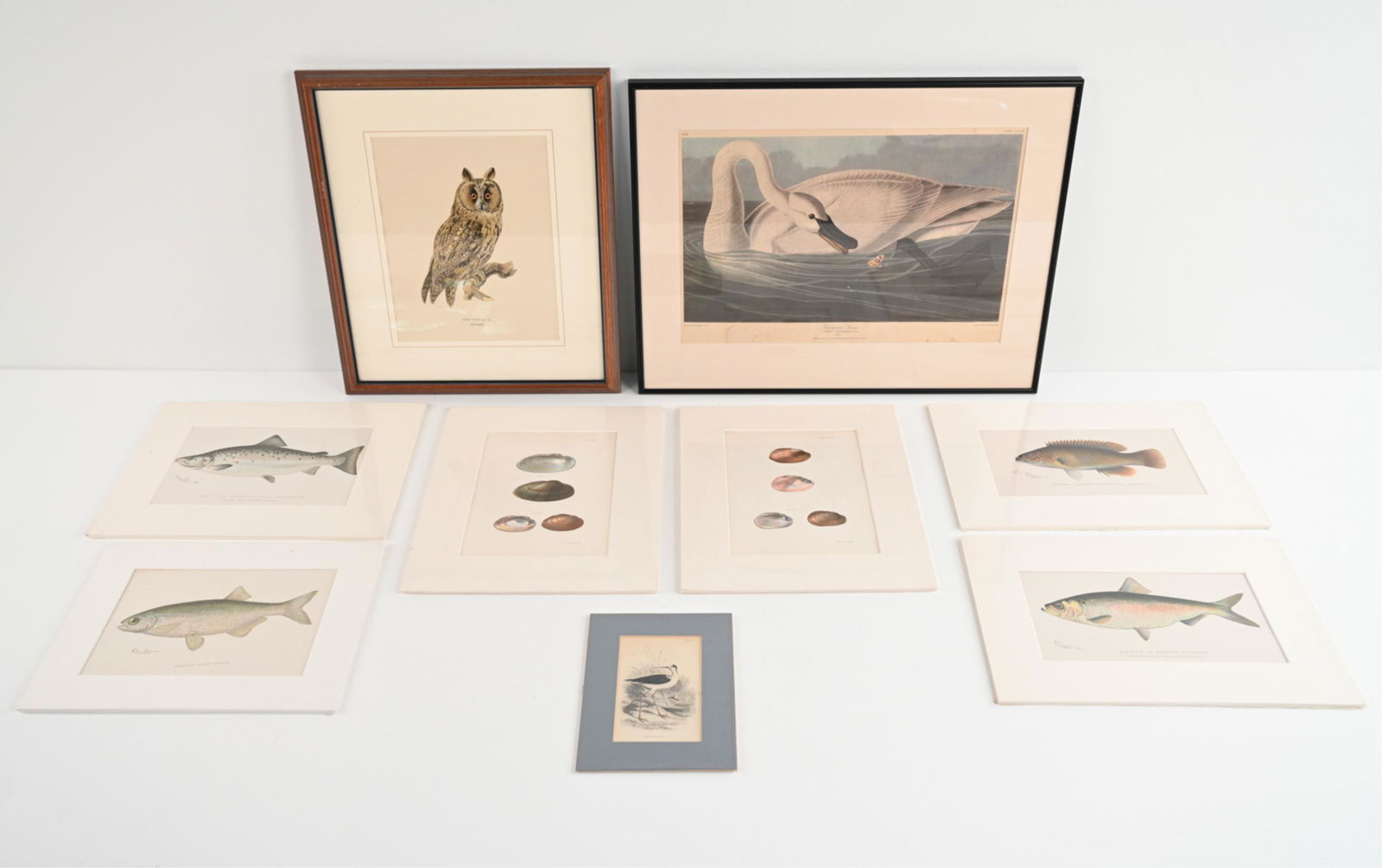 (9) ANTIQUE NATURAL HISTORY PRINTS (1 of 11)