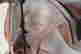 item-131351938=13