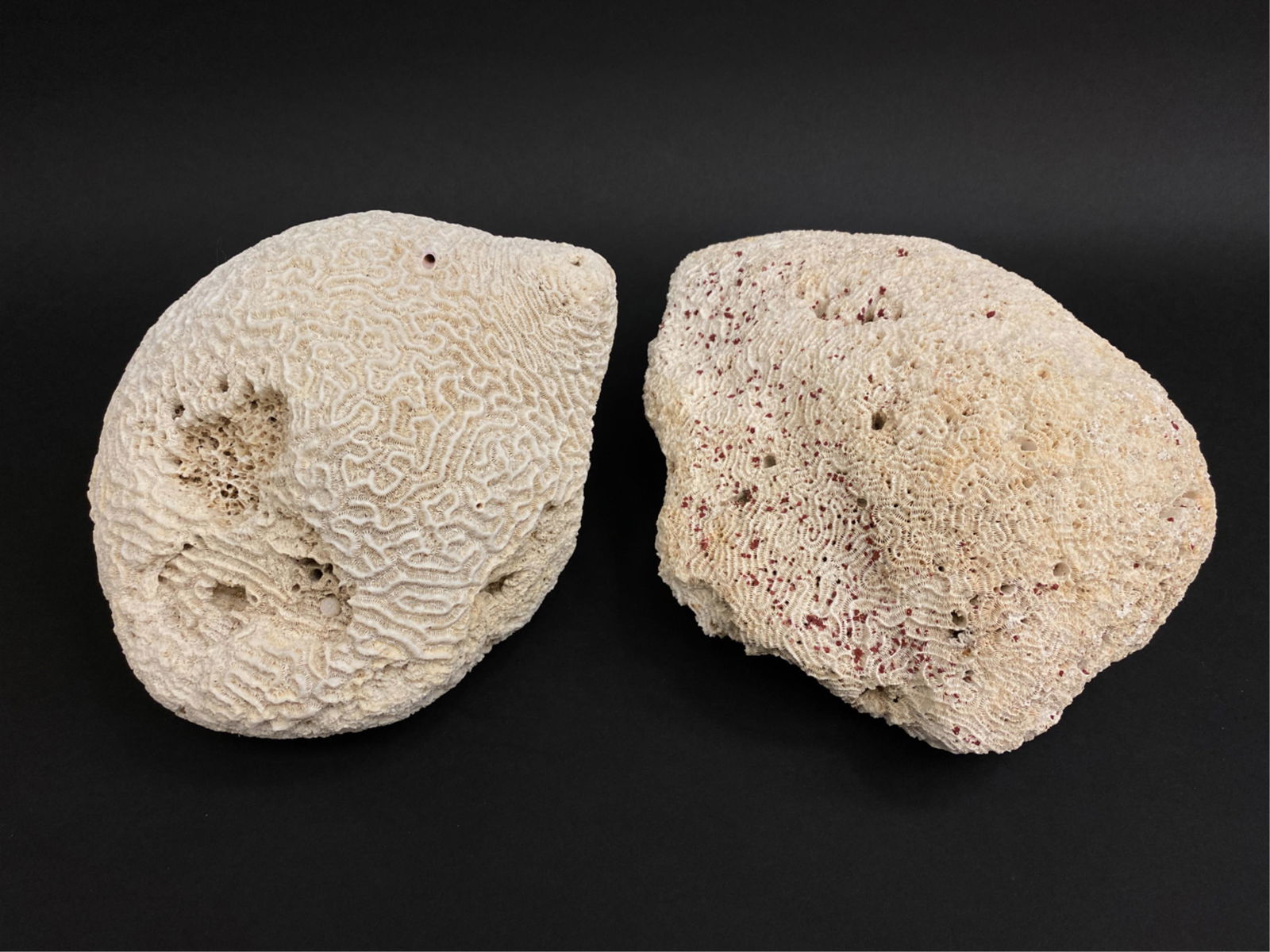 (2) BRAIN CORAL SPECIMENS (1 of 11)