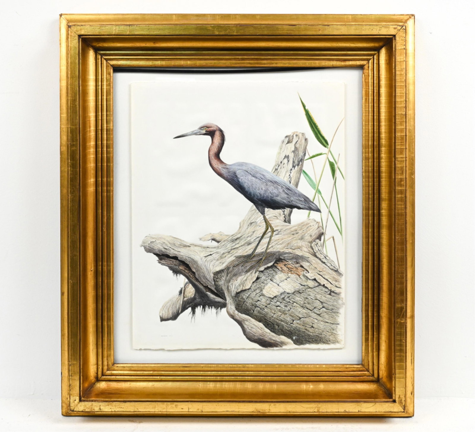 ANTHONY HENNEBERG (B. 1966) WATERCOLOR, BLUE HERON: Signed and dated '04 with copyright lower left. Dimensions: (Frame) H 34" x W 30" x D 3" (Painting) H 22.5" x W 18" Condition: Float mounted. Not examined out of frame. Paper slightly wavy in frame, w