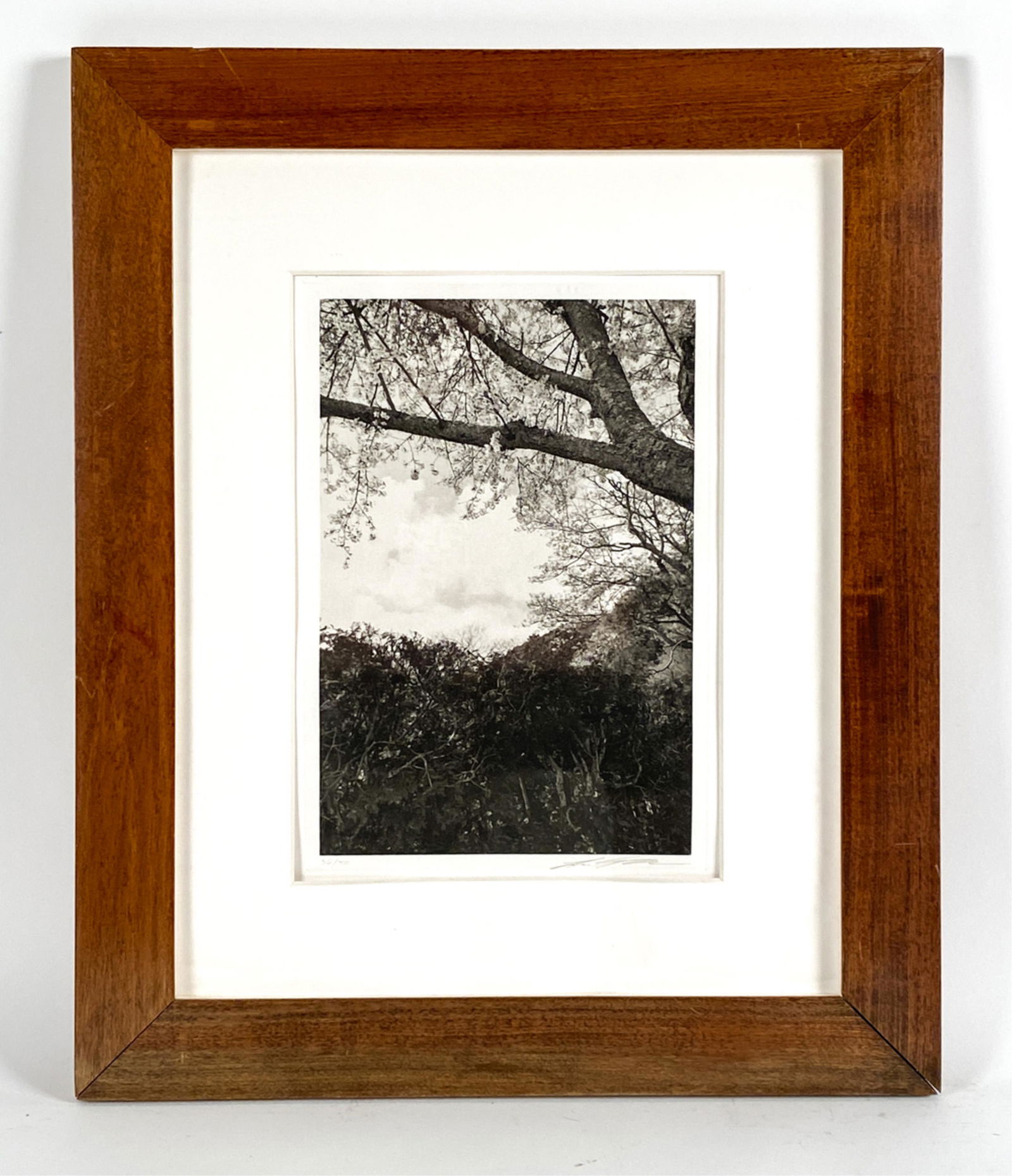 LEE FRIEDLANDER (B. 1934) PHOTO GRAVURE: Photo gravure titled "Cherry Blossom Time in Japan." Created in 1986. Pencil signed. Numbered 36/50. Dimensions: (Frame) H 24" x W 19.75", (Sight) H 13.5" x W 10.5" Condition: Paper clean. Good image.