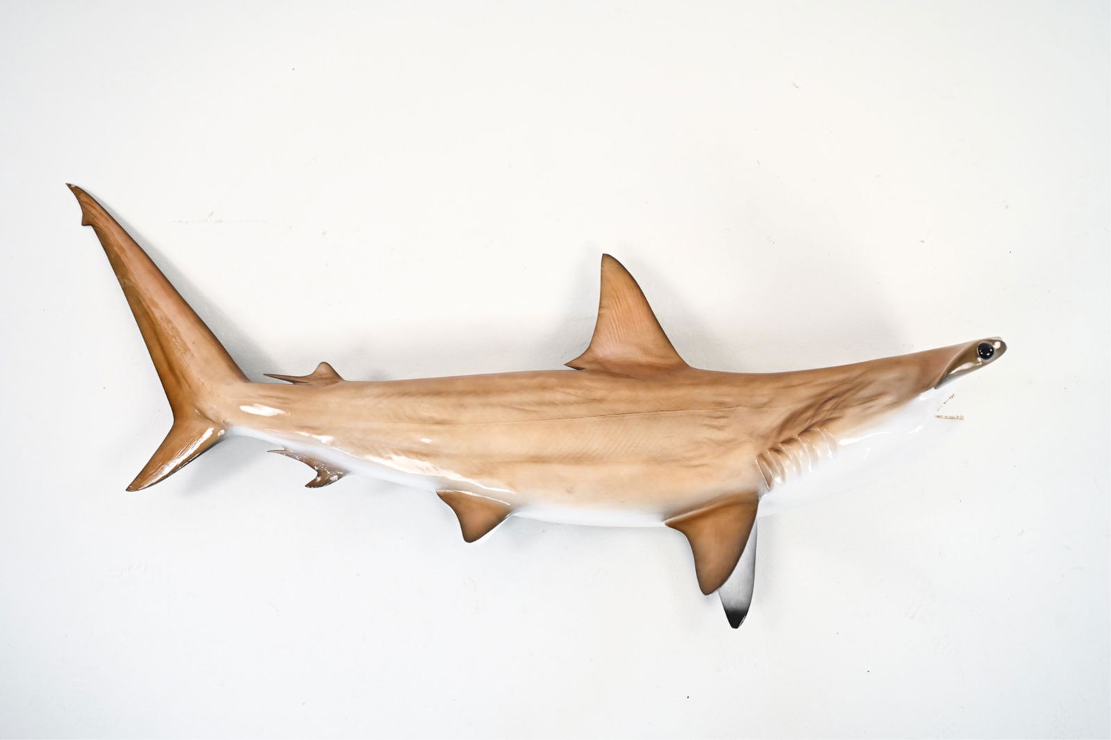 FULL-SCALE FAUX TAXIDERMY HAMMERHEAD SHARK (1 of 20)