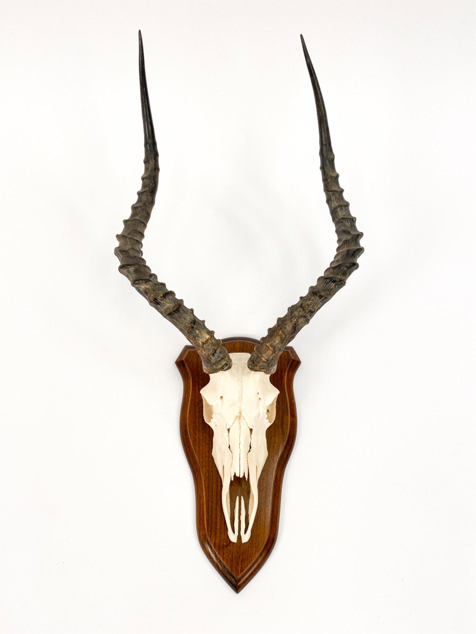 VINTAGE IMPALA SKULL MOUNT (1 of 9)