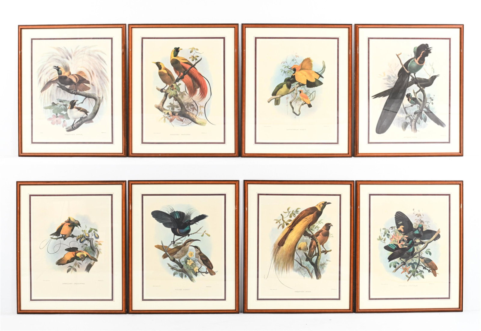 (8) "BIRDS OF GREAT BRITAIN" ORNITHOLOGICAL PRINTS (1 of 16)