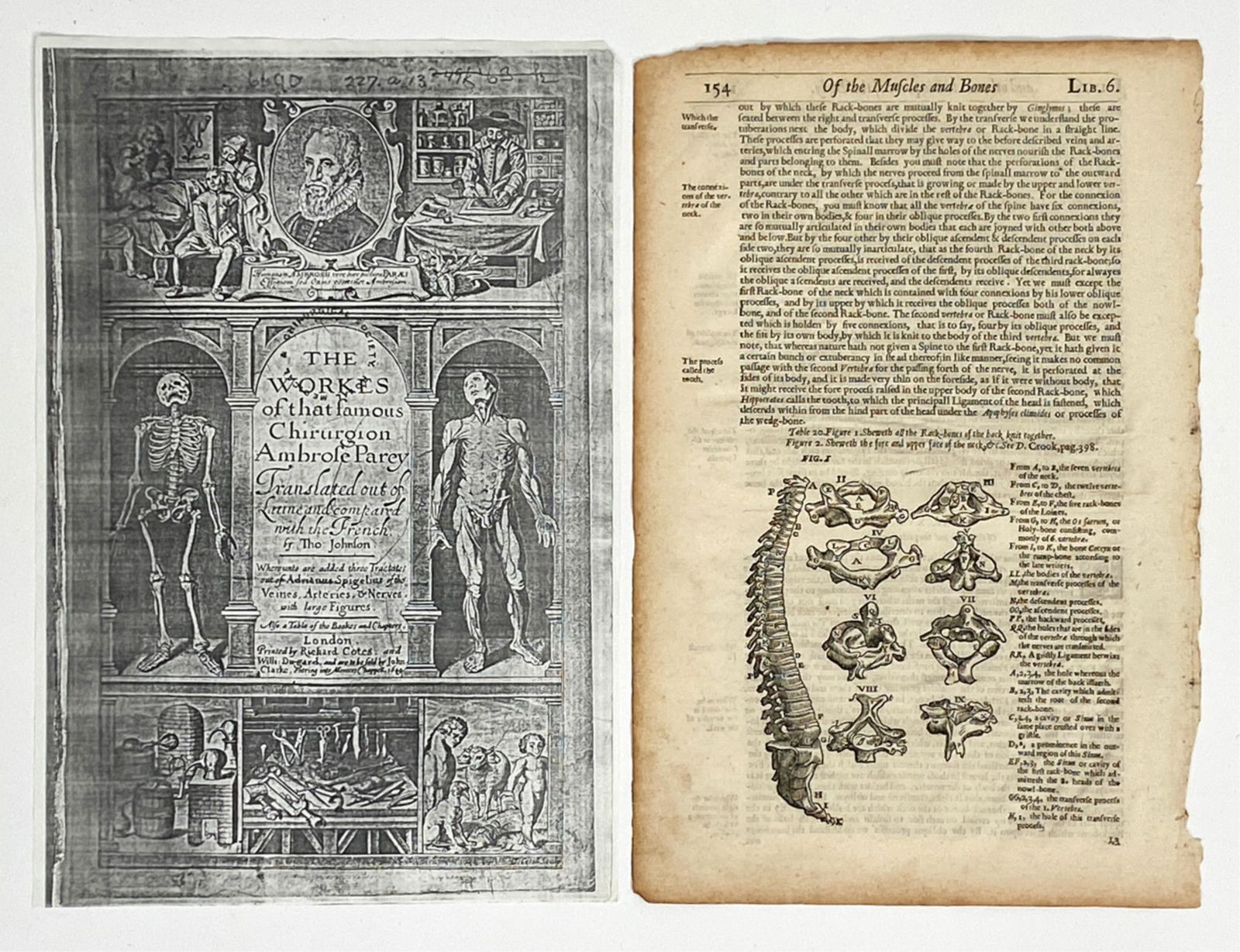 17TH C. BOOK PAGE W/ ANATOMICAL ENGRAVING: Thomas Johnson "Of the Muscles and Bones." From "The Workers of Chirurgion Ambrose Parey," London, printed by R. Coates and W. Sugars, 1649. Dimensions: (Paper) H 12.5" x W 8.25" Condition: Some age t