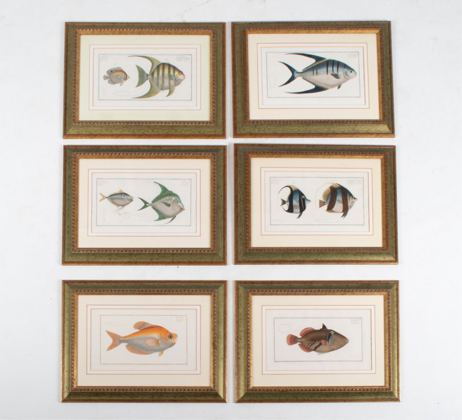 SET OF (6) HAND-COLORED ENGRAVINGS; FISH (1 of 15)
