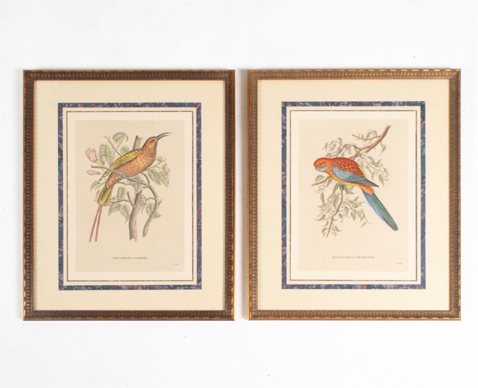 PAIR OF COLOR LITHOGRAPHS; TROPICAL BIRDS (1 of 10)