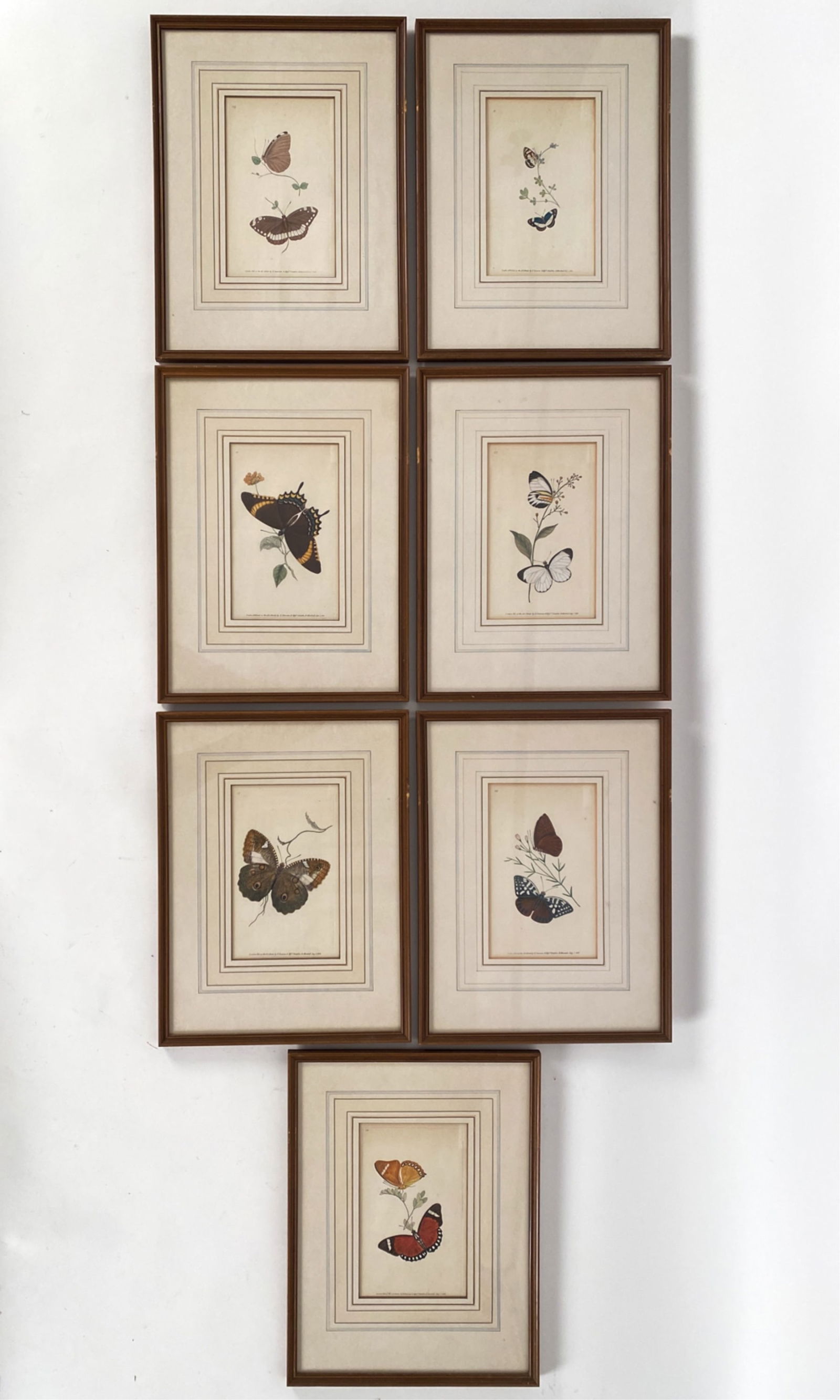 (7) 19TH C. BRITISH BUTTERFLY ENGRAVINGS (1 of 14)