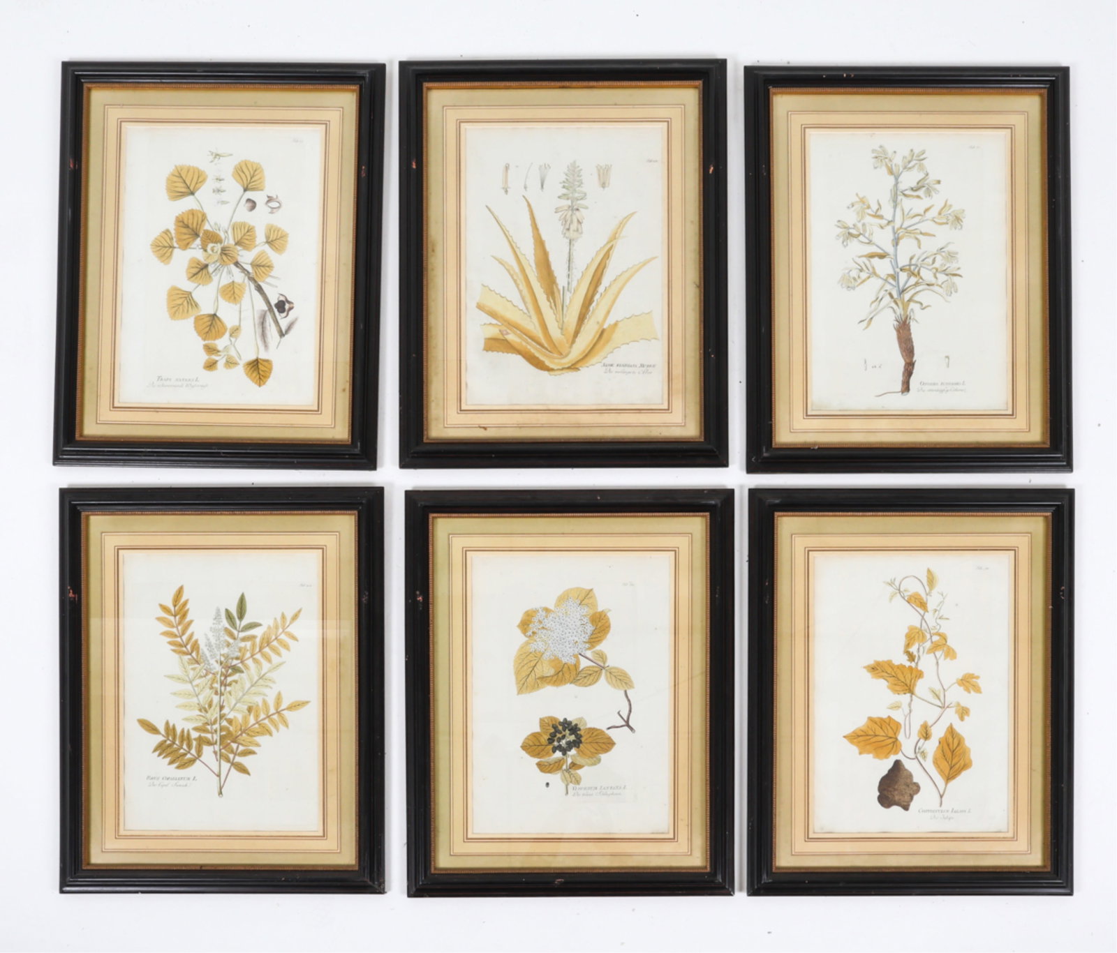 (6) VINTAGE BOTANICAL PRINTS (1 of 16)